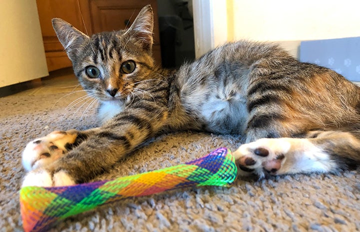 Students Help Three-legged Kitten | Best Friends Animal Society