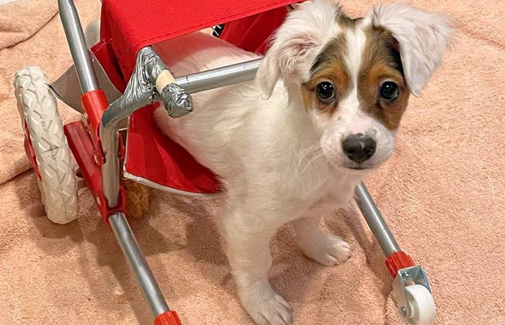 Paralyzed puppy learns to walk | Best Friends Animal Society