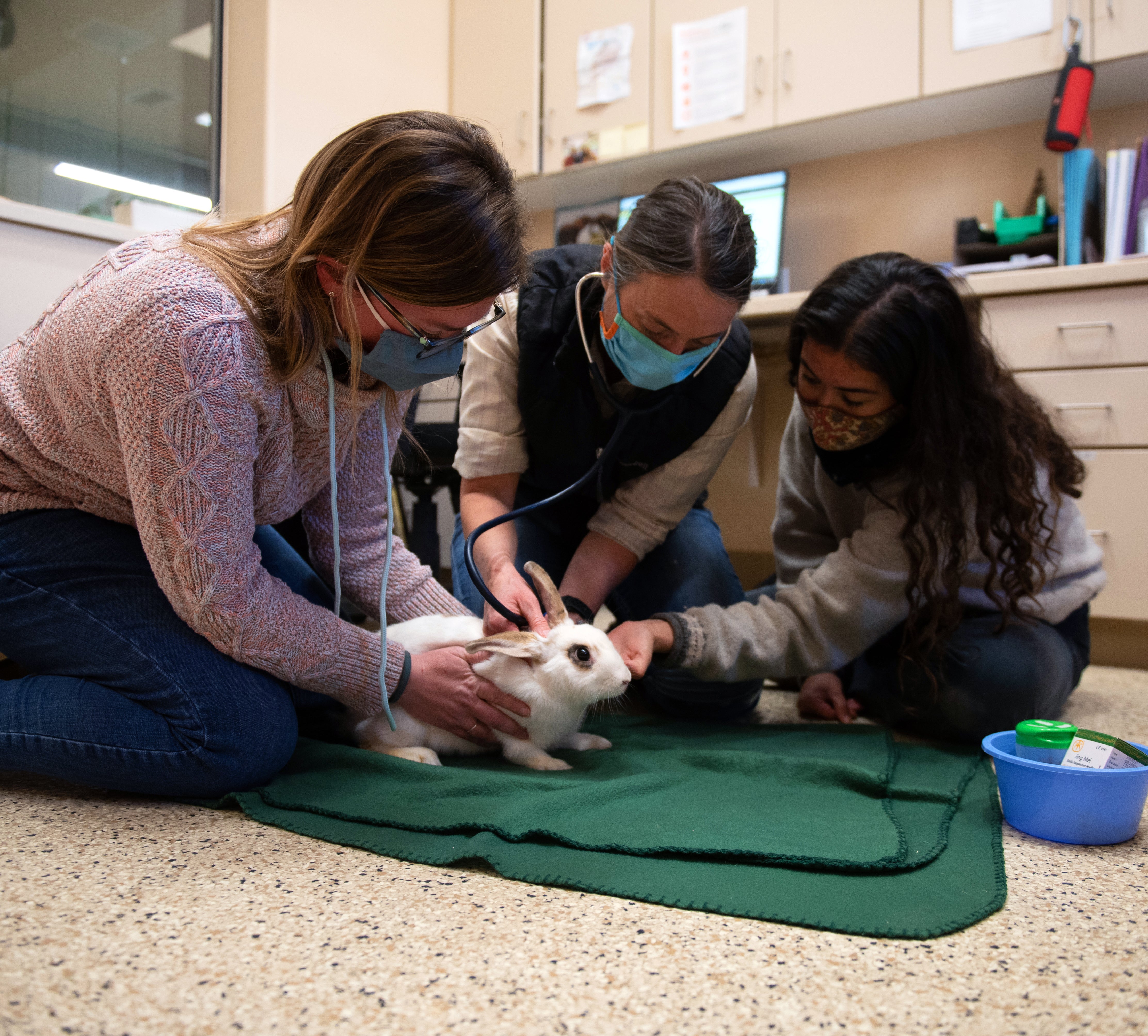 Bunny receiving a veterinary exam