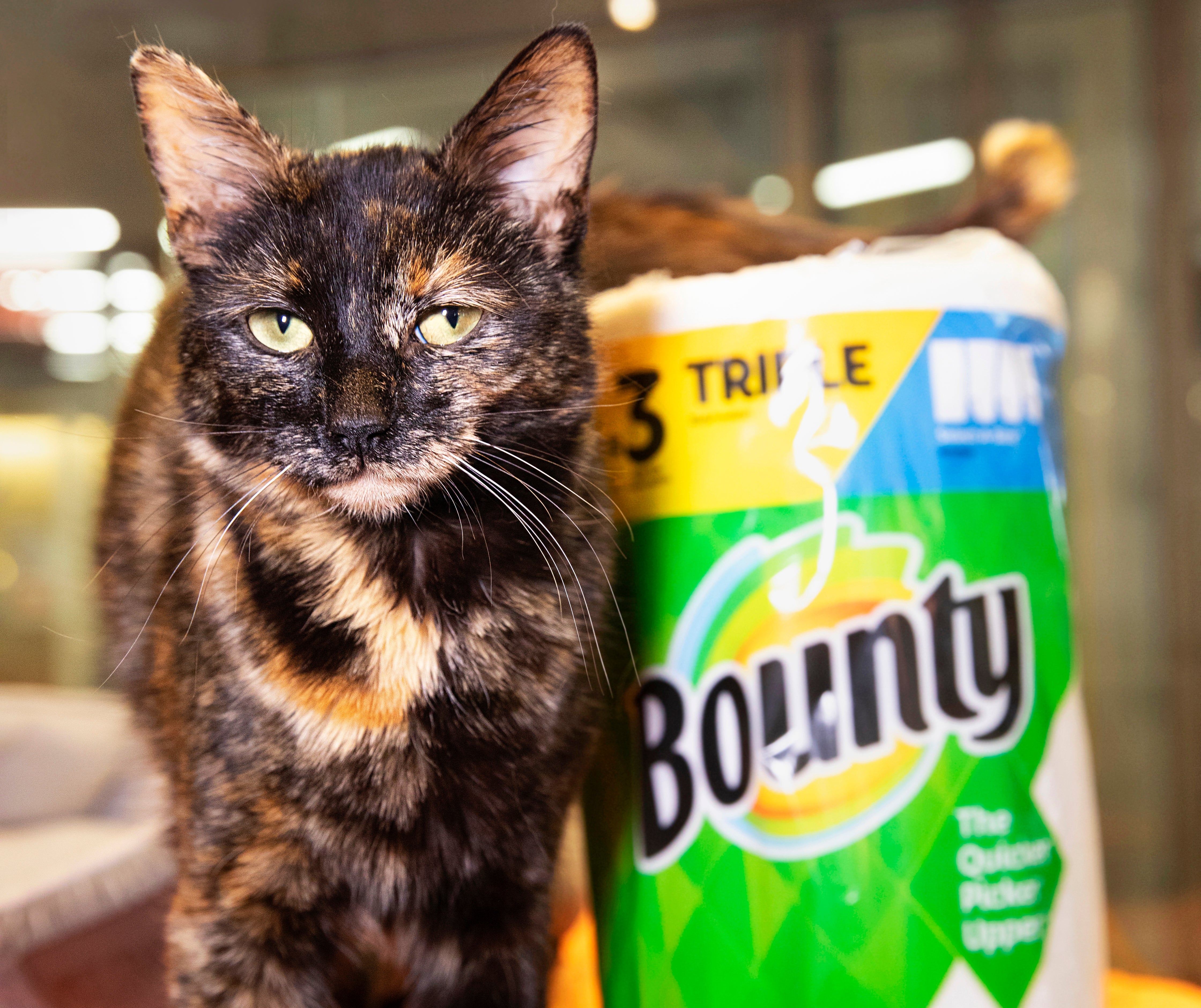 Cat standing next to roll of Bounty paper towels