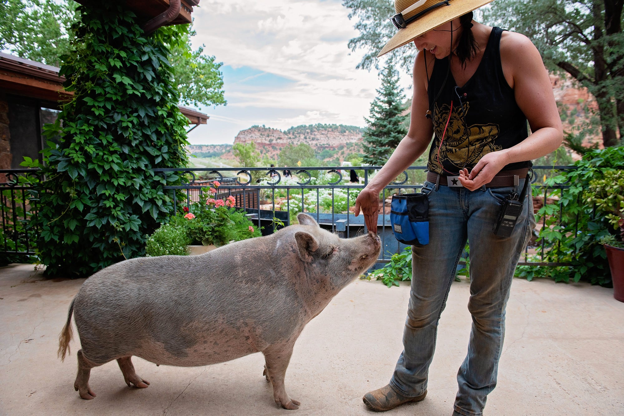 Person petting a pig on its nose in front of red rock canyon view