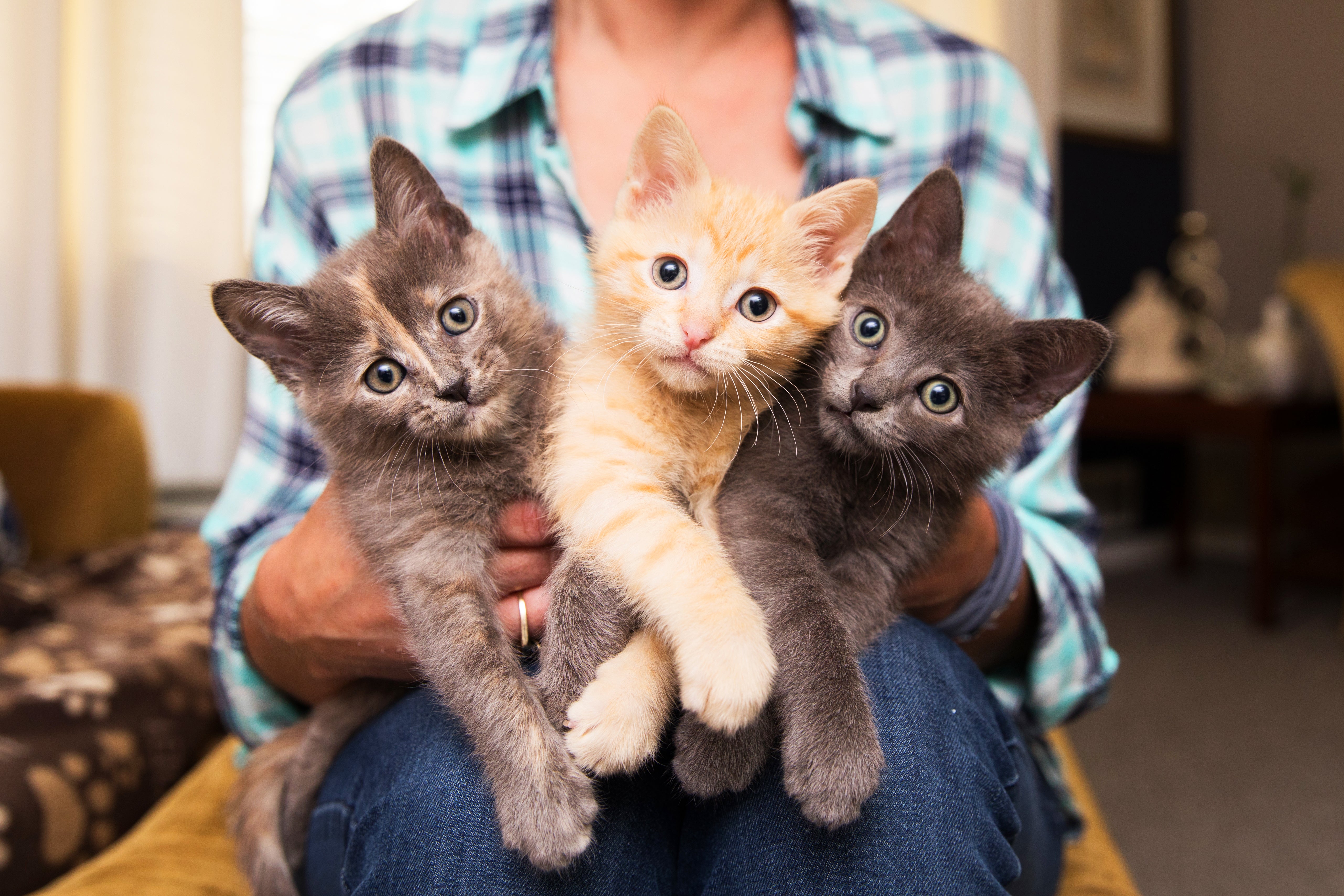 Three fuzzy kittens being held
