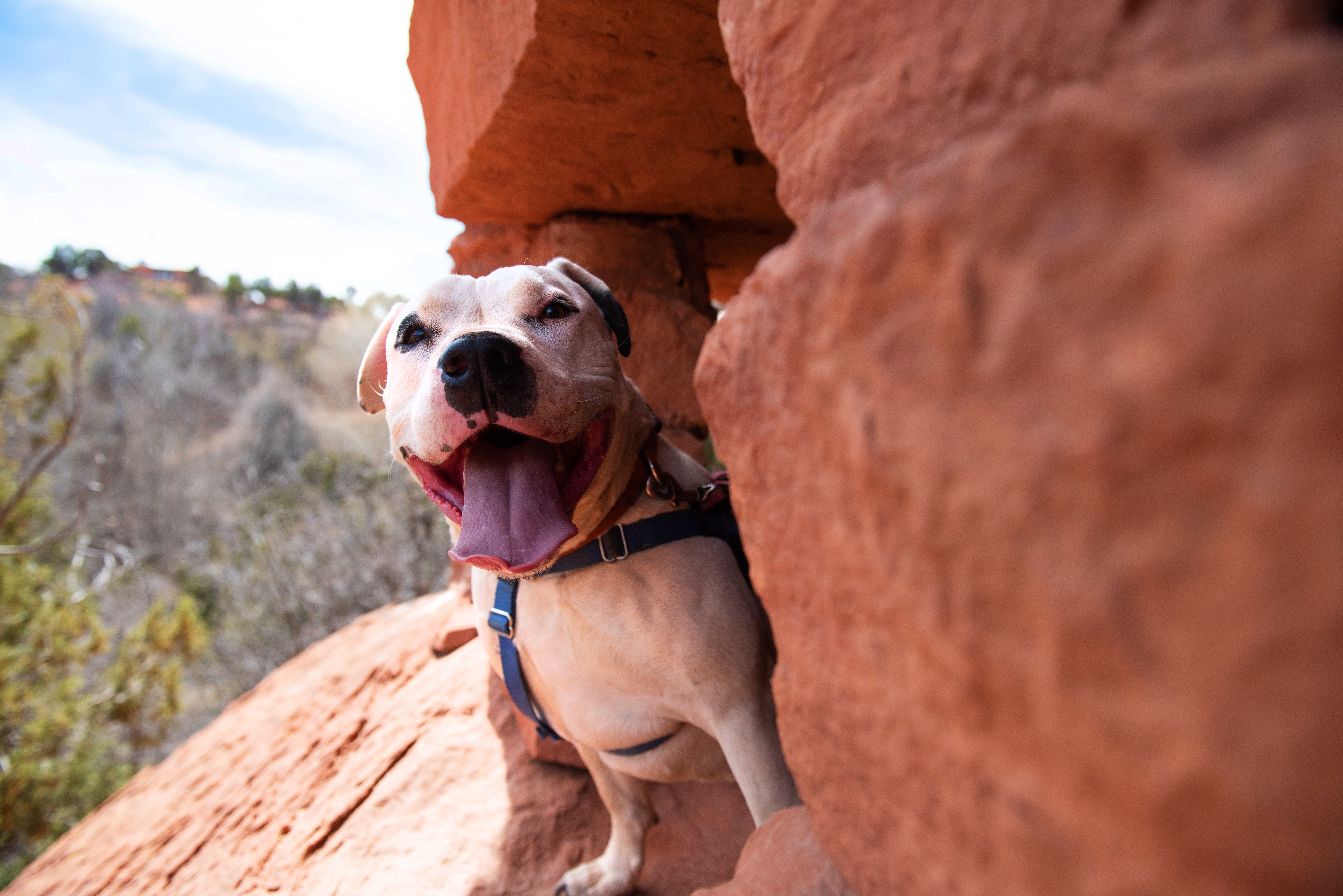 Dog peeking out of a red rock cave