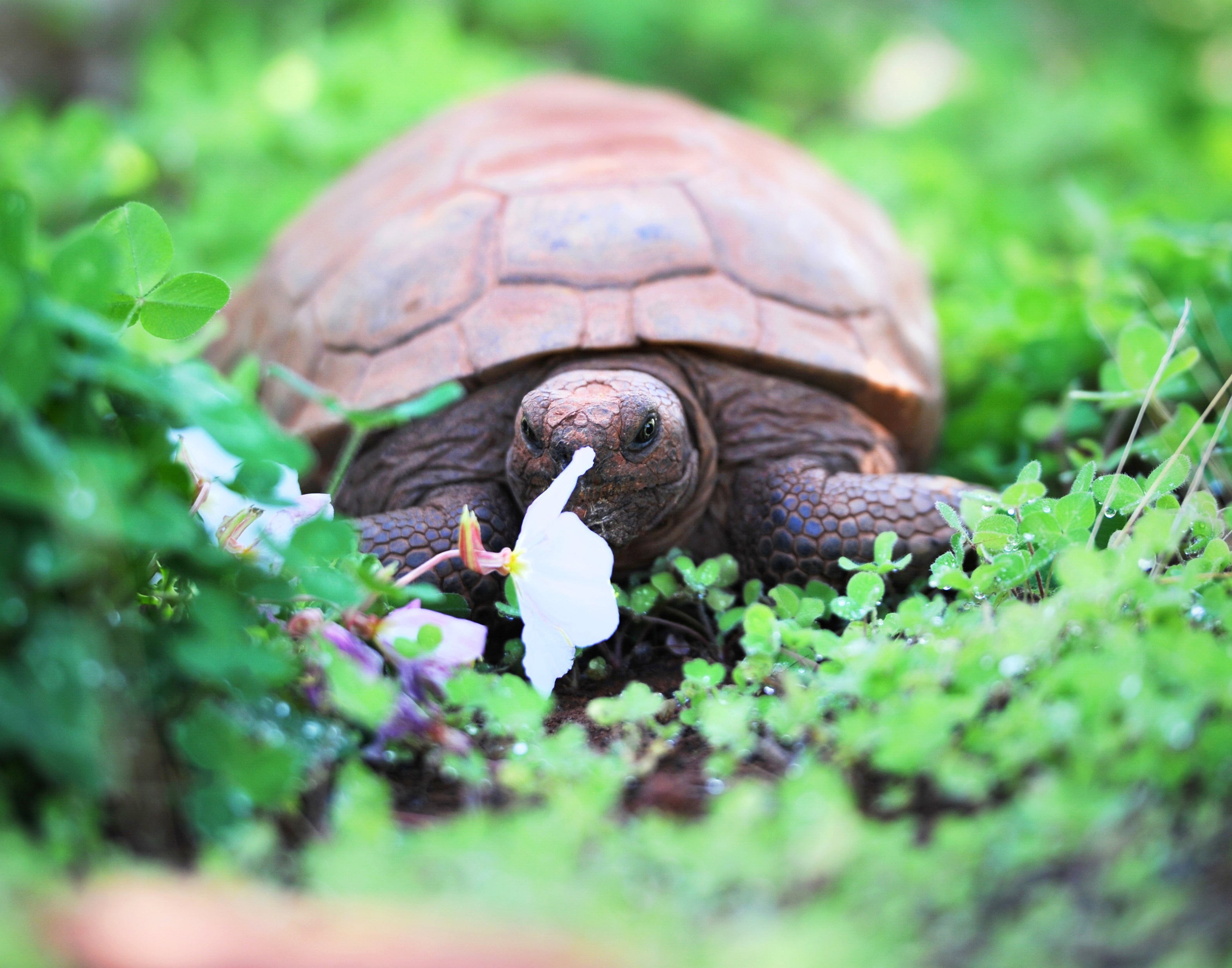 Tortoise crawling through beautiful green flowering foliage