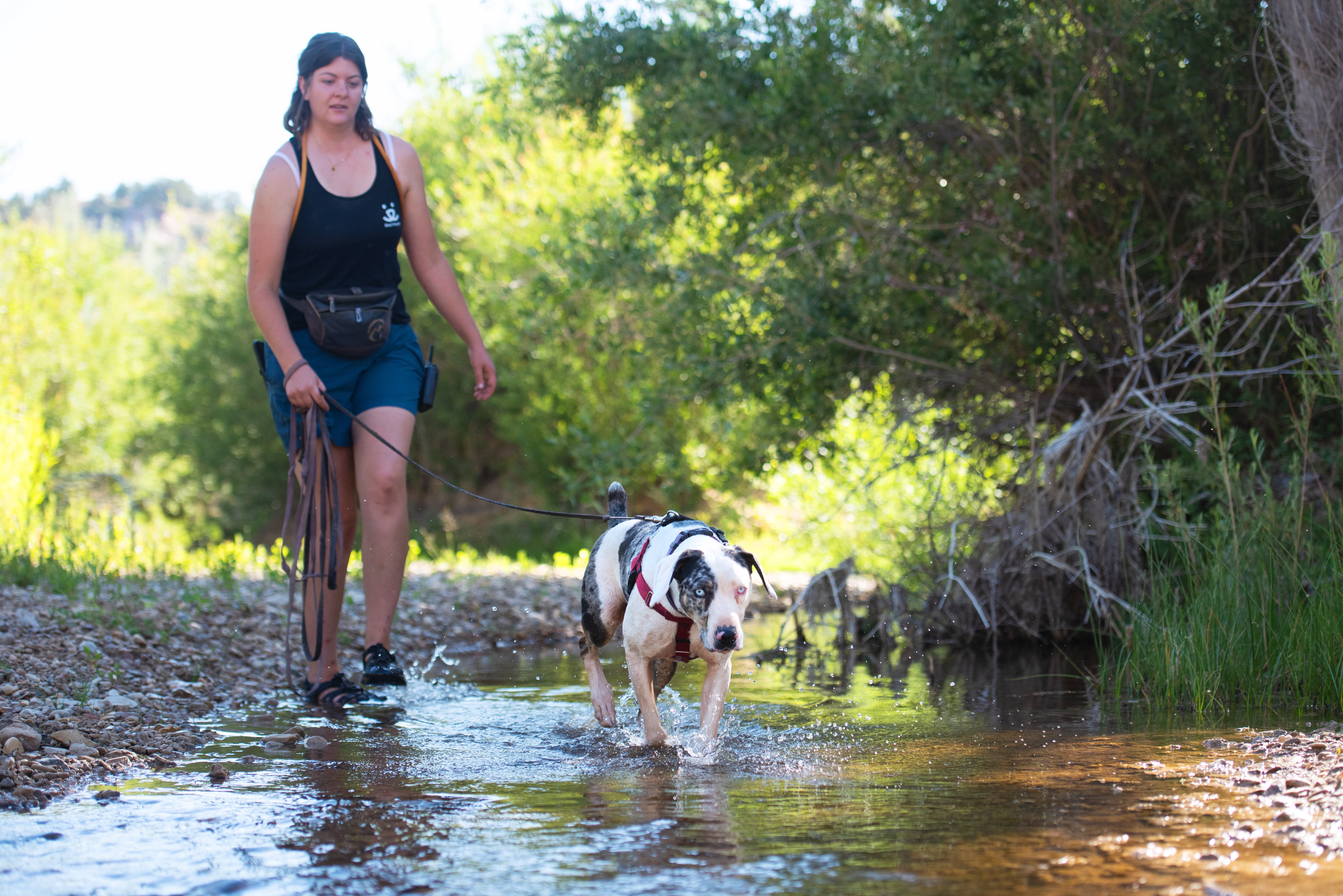 Person and dog hiking in a creek