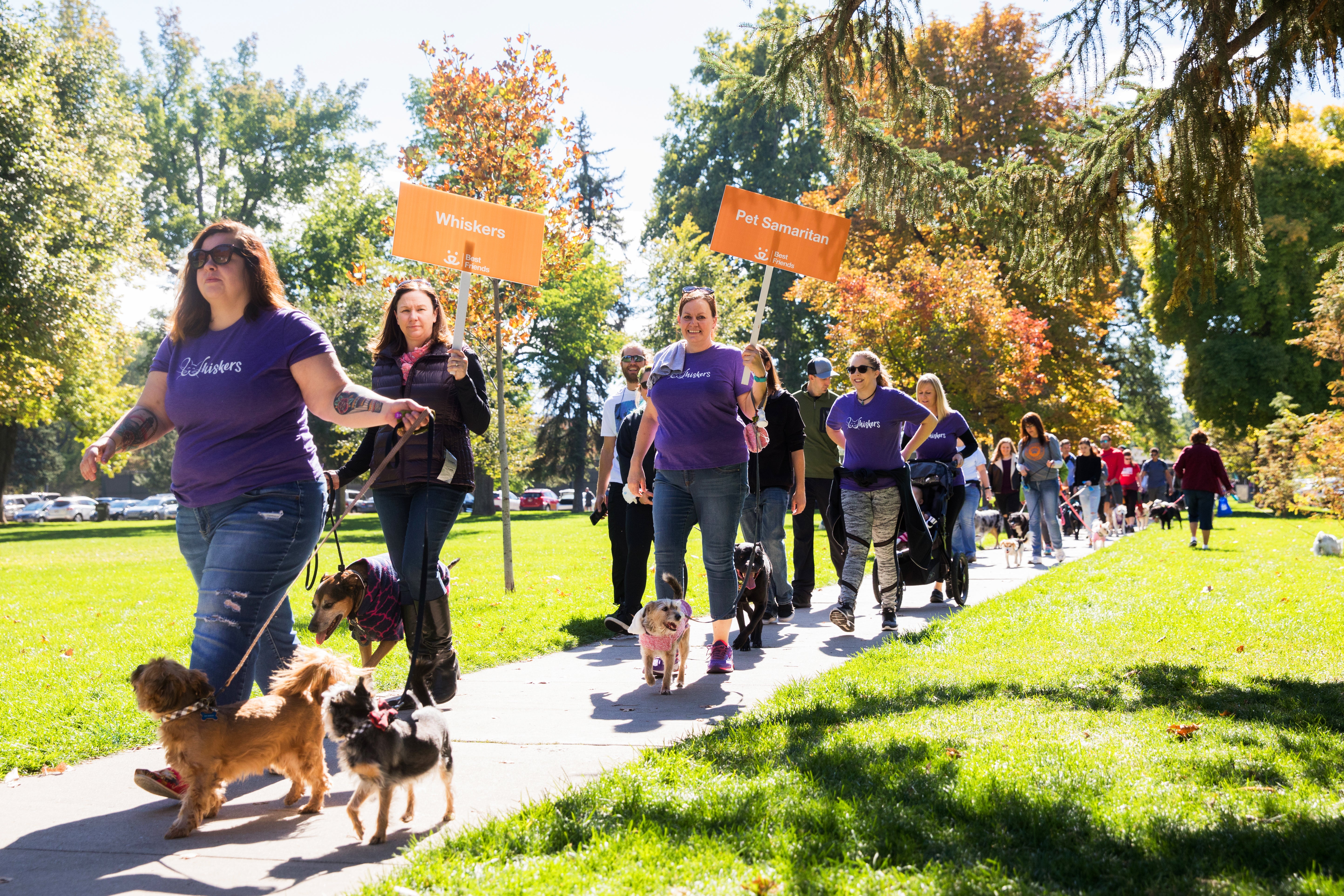 Group of people and dogs walking outdoors at Strut Your Mutt