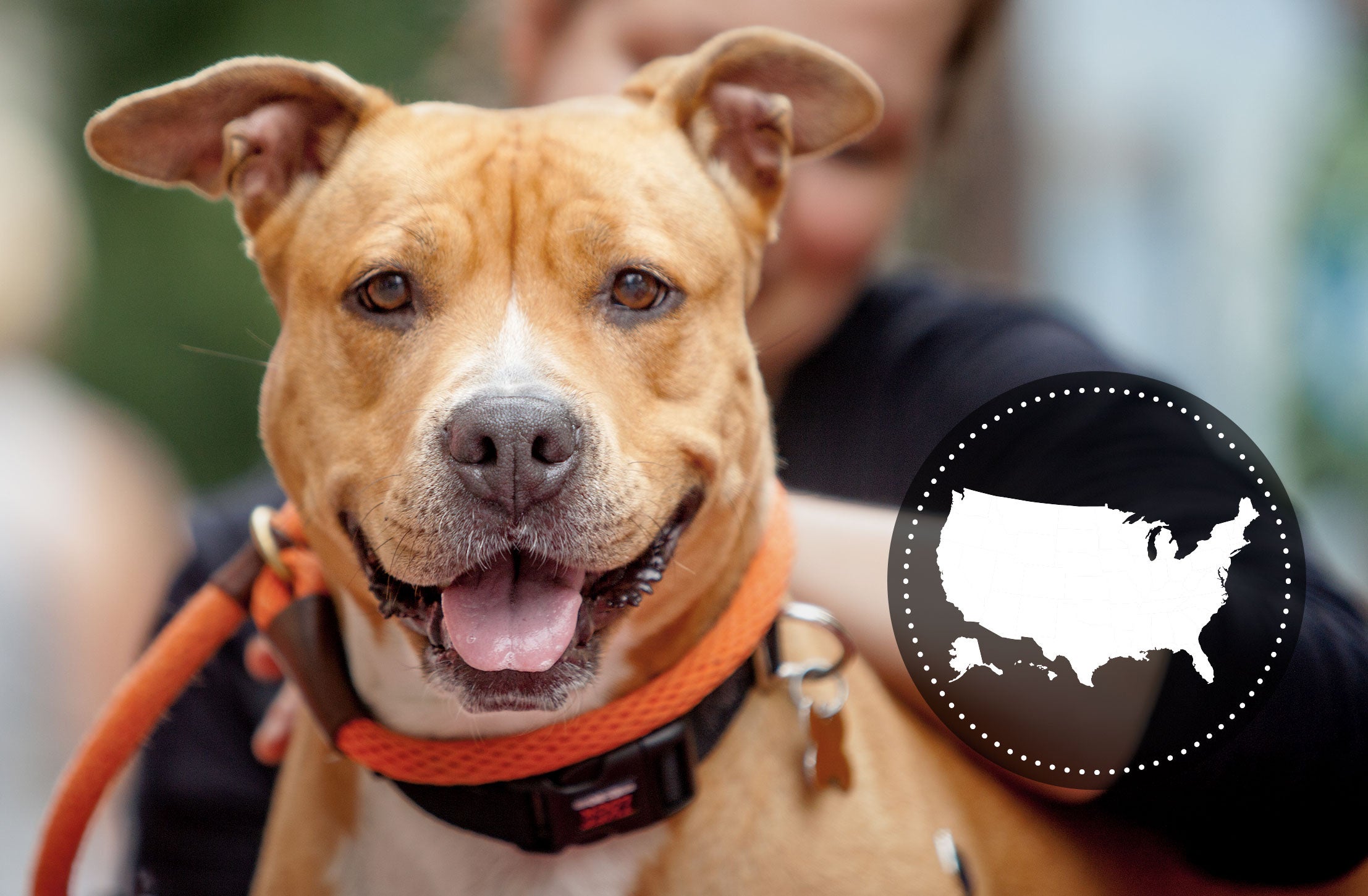 Smiling dog with a white graphic of the United States in a black circle
