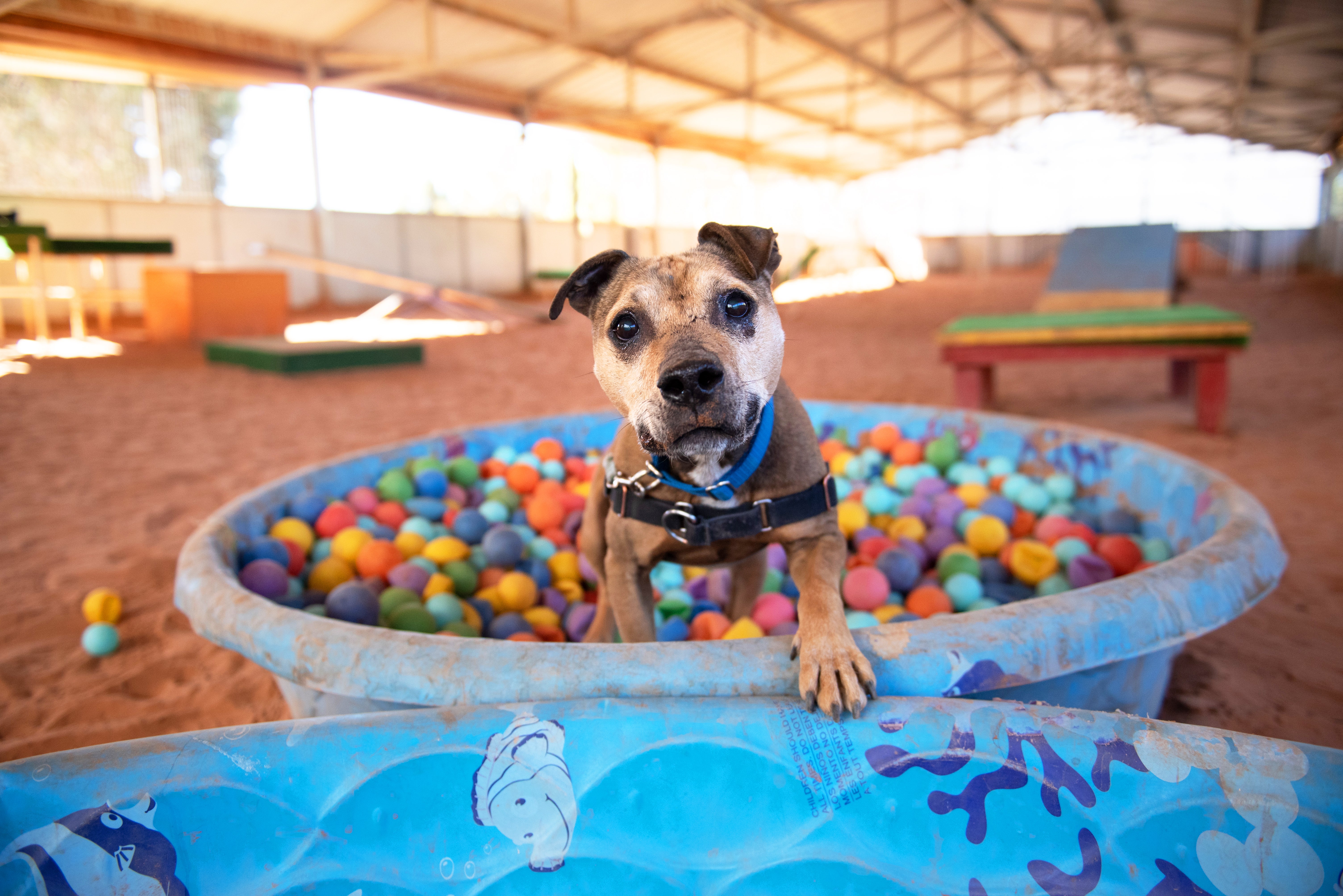 Happy dog in a ball pit