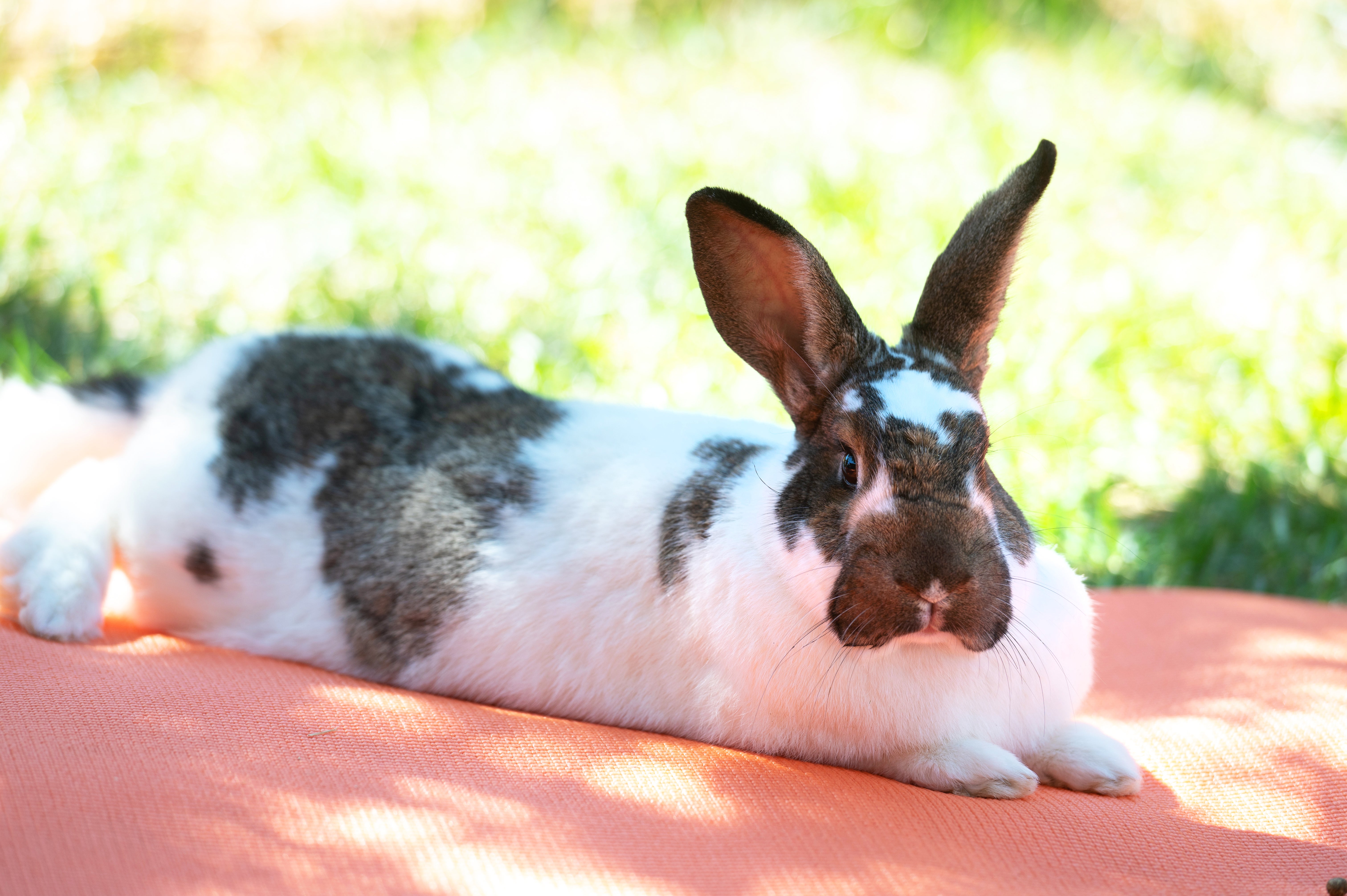 Happy bunny resting in the shade in a grassy spot