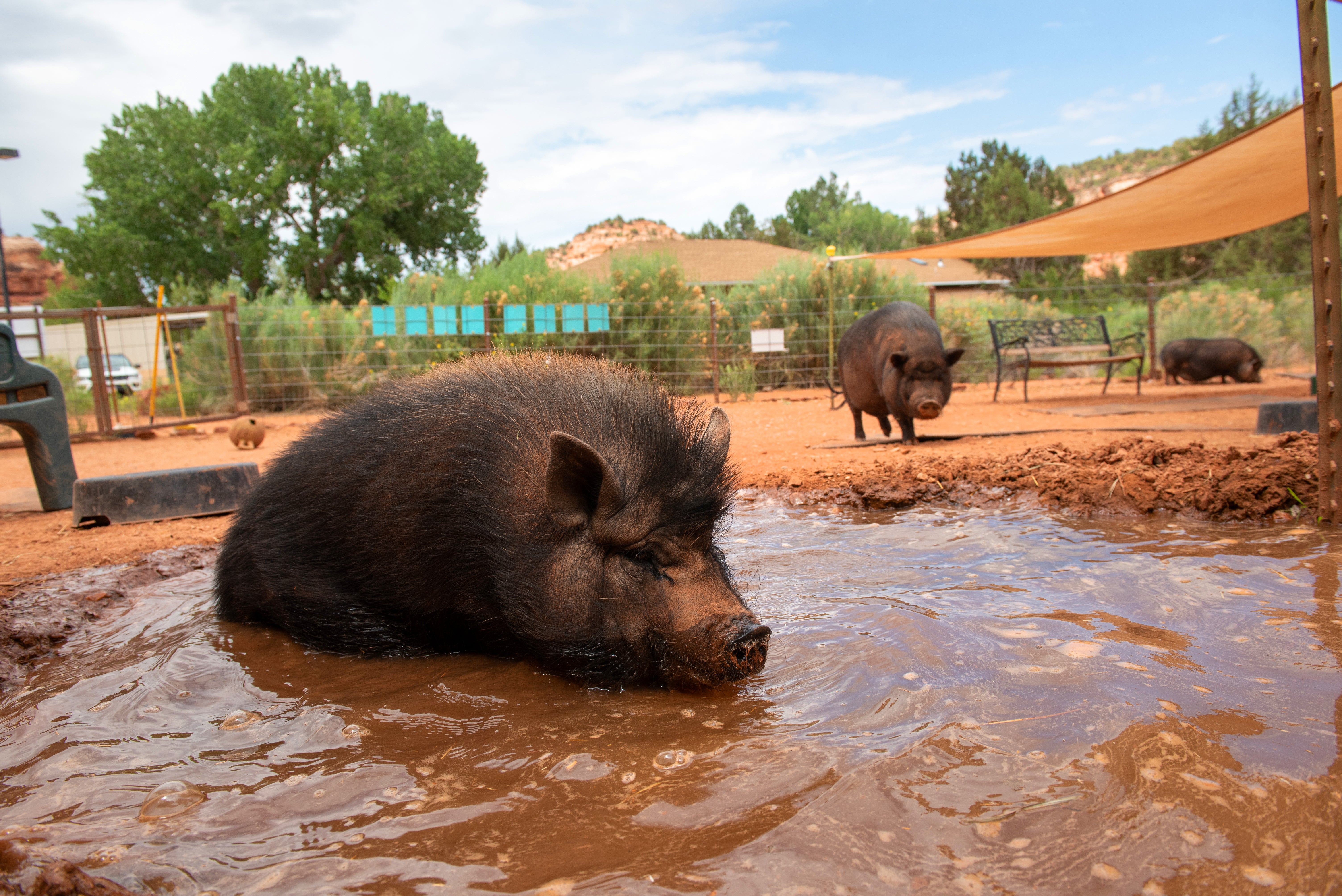 Pig sitting comfortably in a refreshing pool of water while another pig looks on