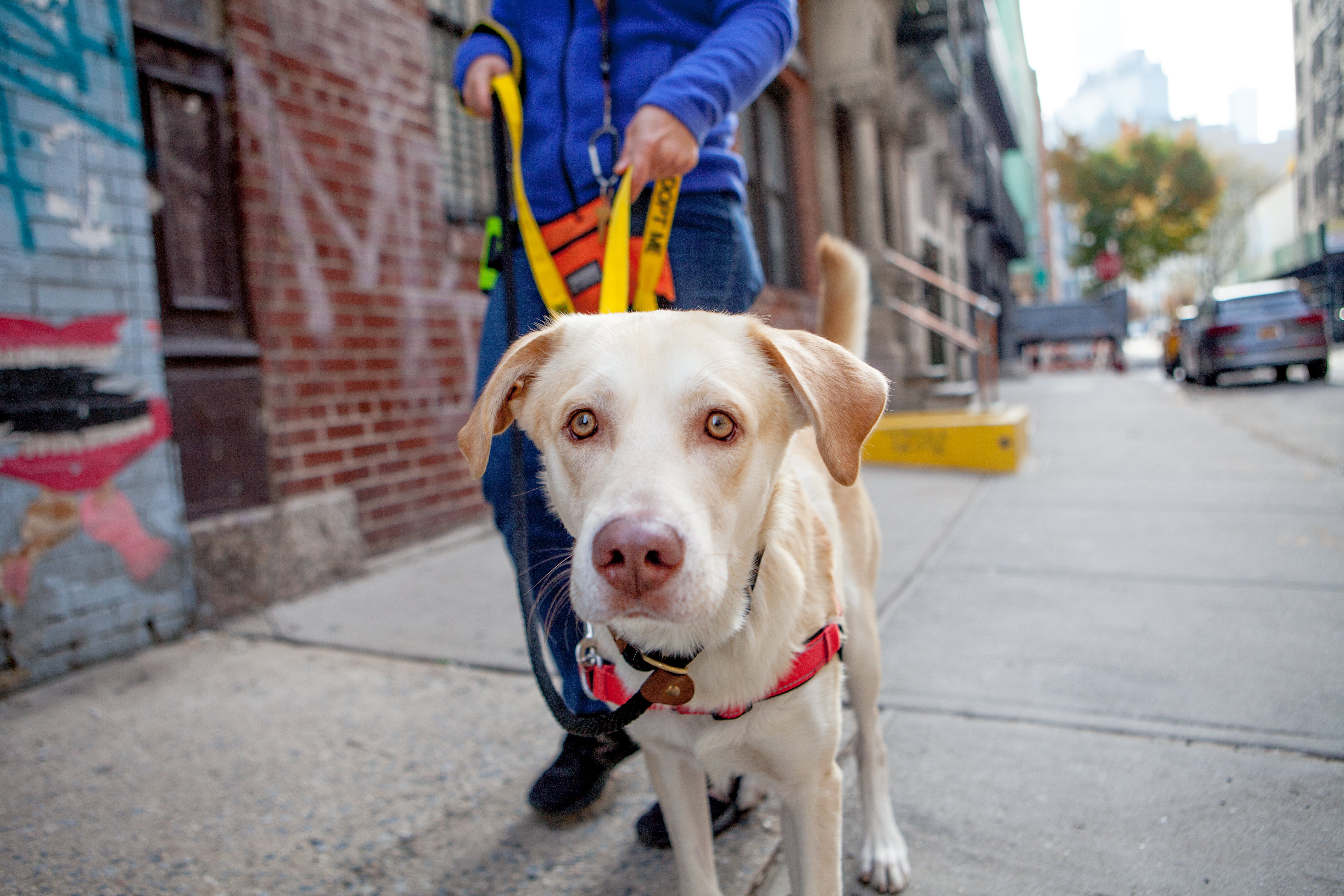 Arnold disfruta de un paseo por SoHo en Nueva York con un cuidador de Best Friends.