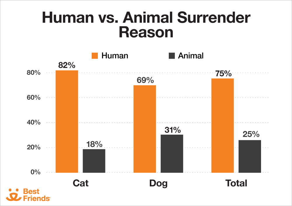 Animal Welfare and Pet Adoption Statistics | Best Friends Animal Society