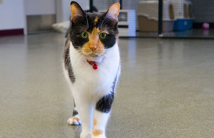 Calico cat at the Humane Animal Treatment Society