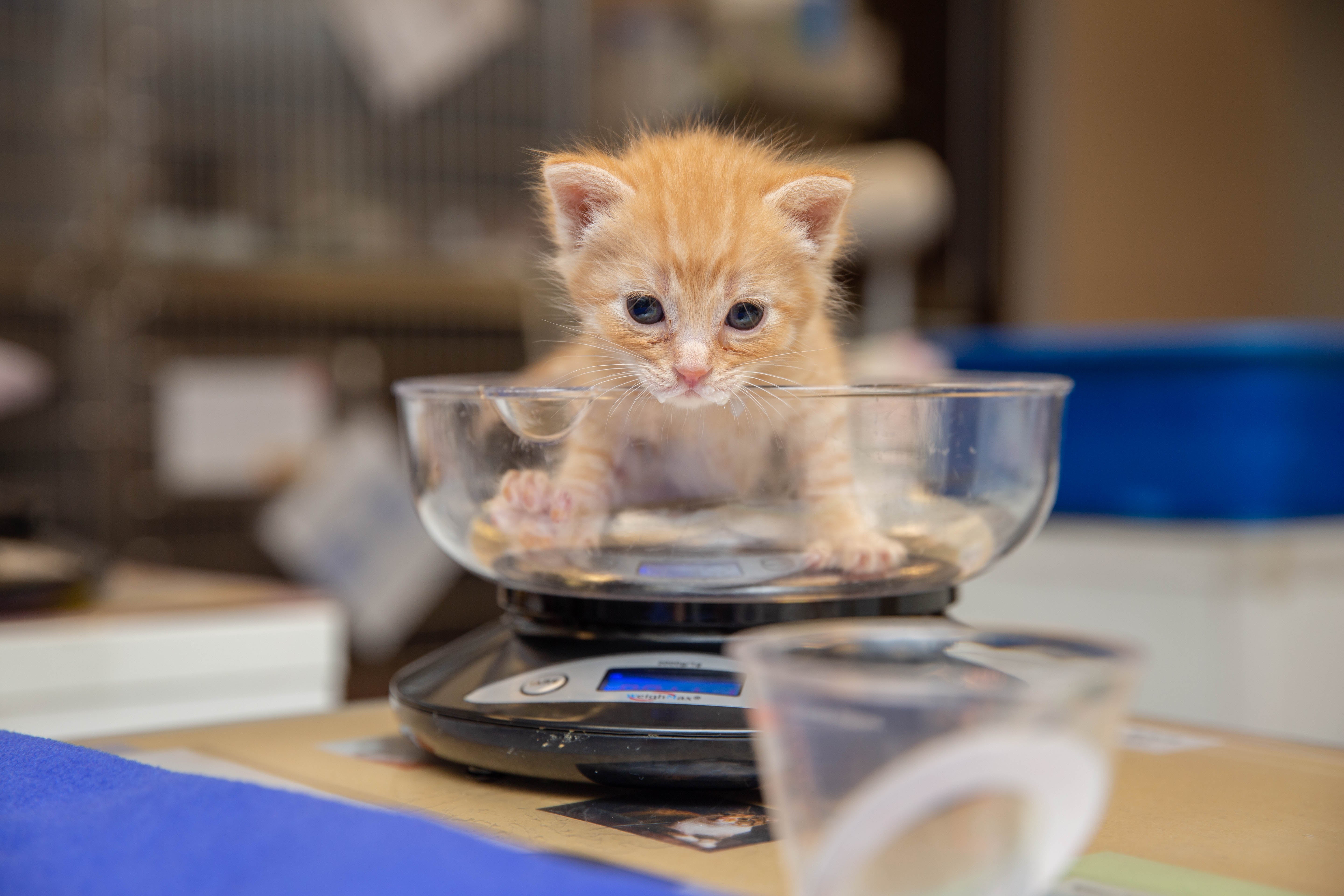 Orange tabby kitten standing in a scale