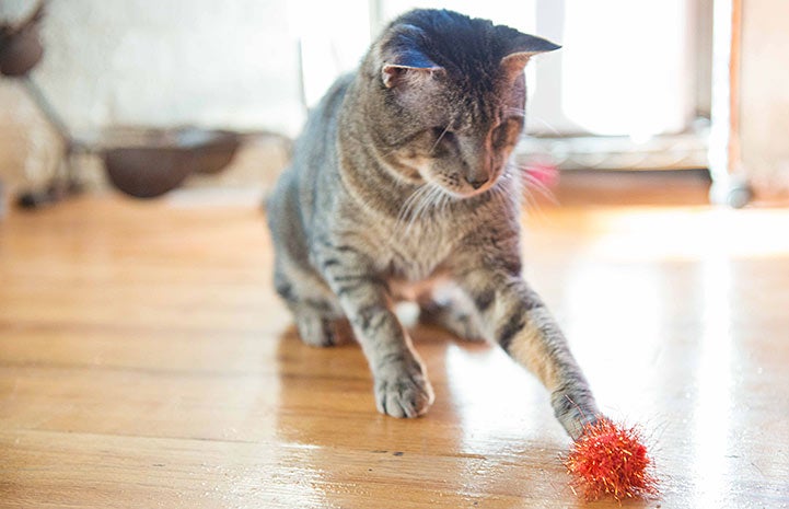 Despite being blind, Mewford loves to chase toys ― even the ones without sound