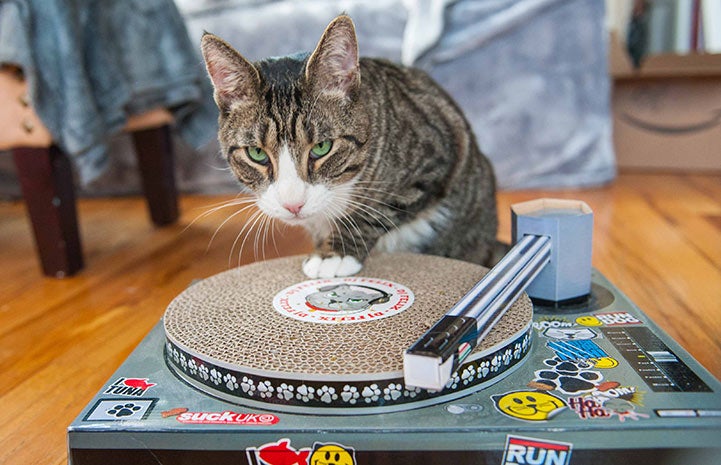 Olympia the cat with a record player scratch toy