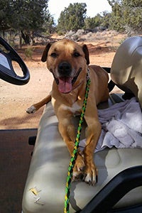 Romo rides in the golf cart to get to where he needs to go