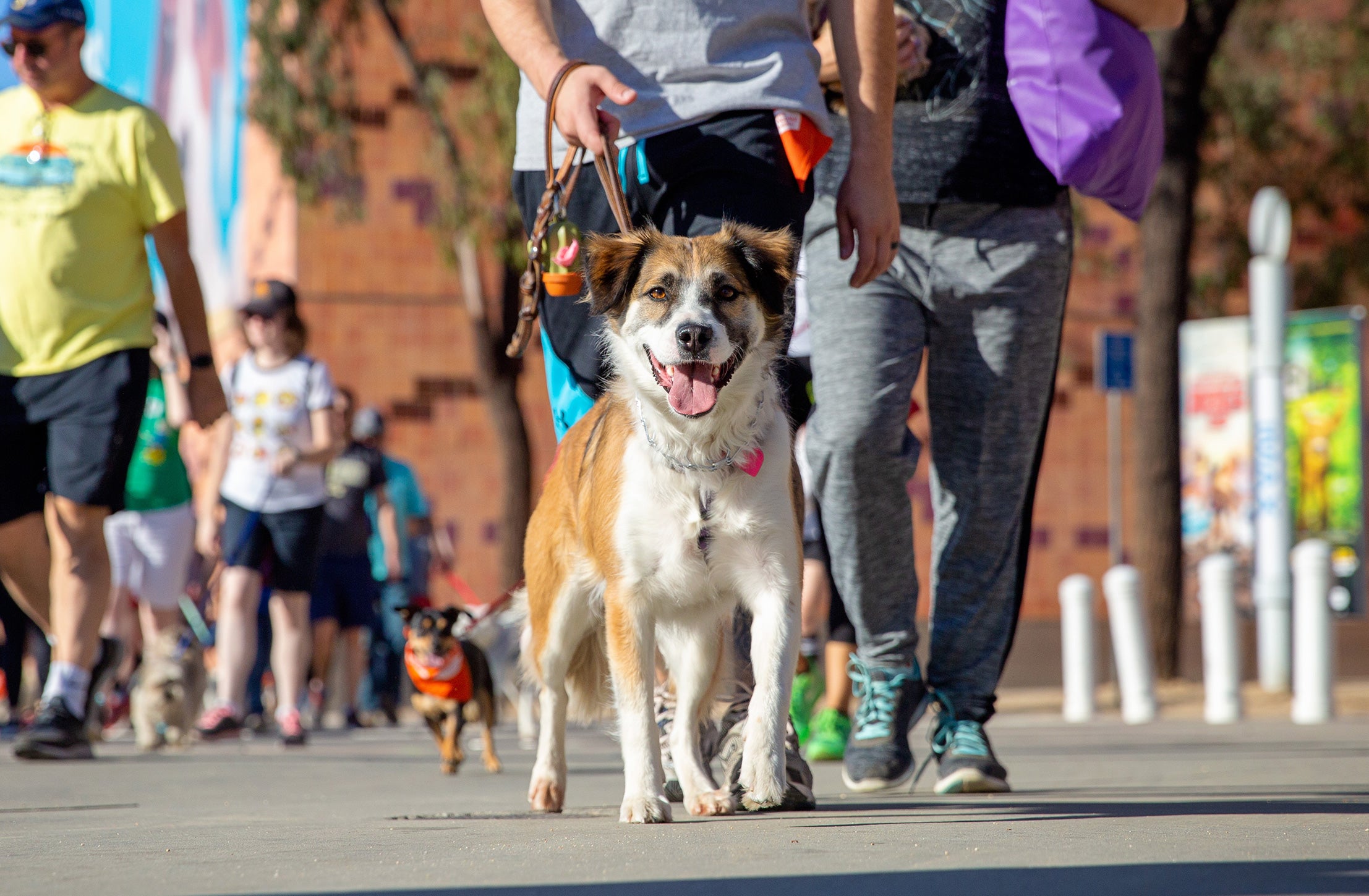 Dogs being walked during a Strut Your Mutt event