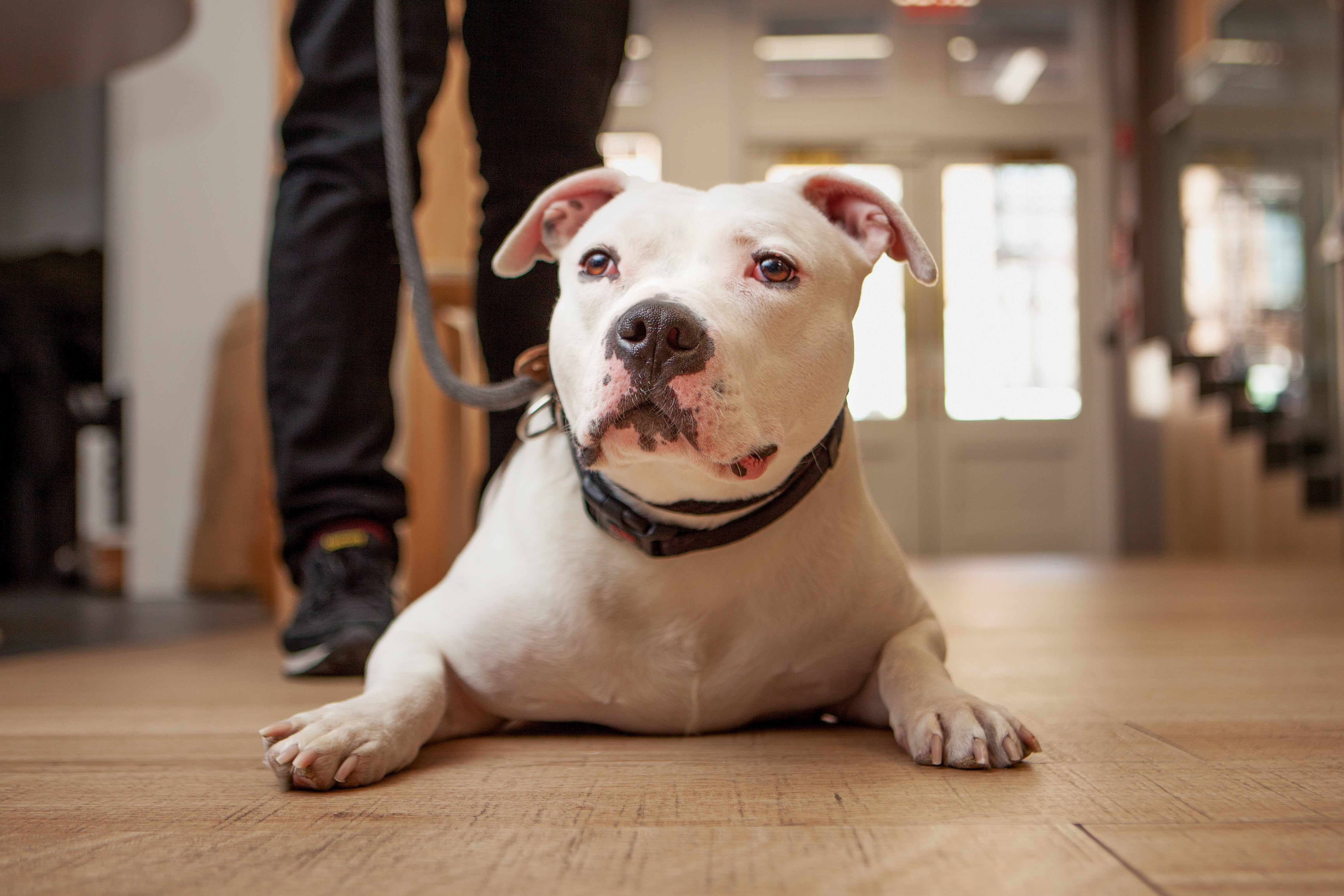 Los perros de Best Friends en Nueva York reciben amor, paseos y tiempo personalizado gracias a sus voluntarios.