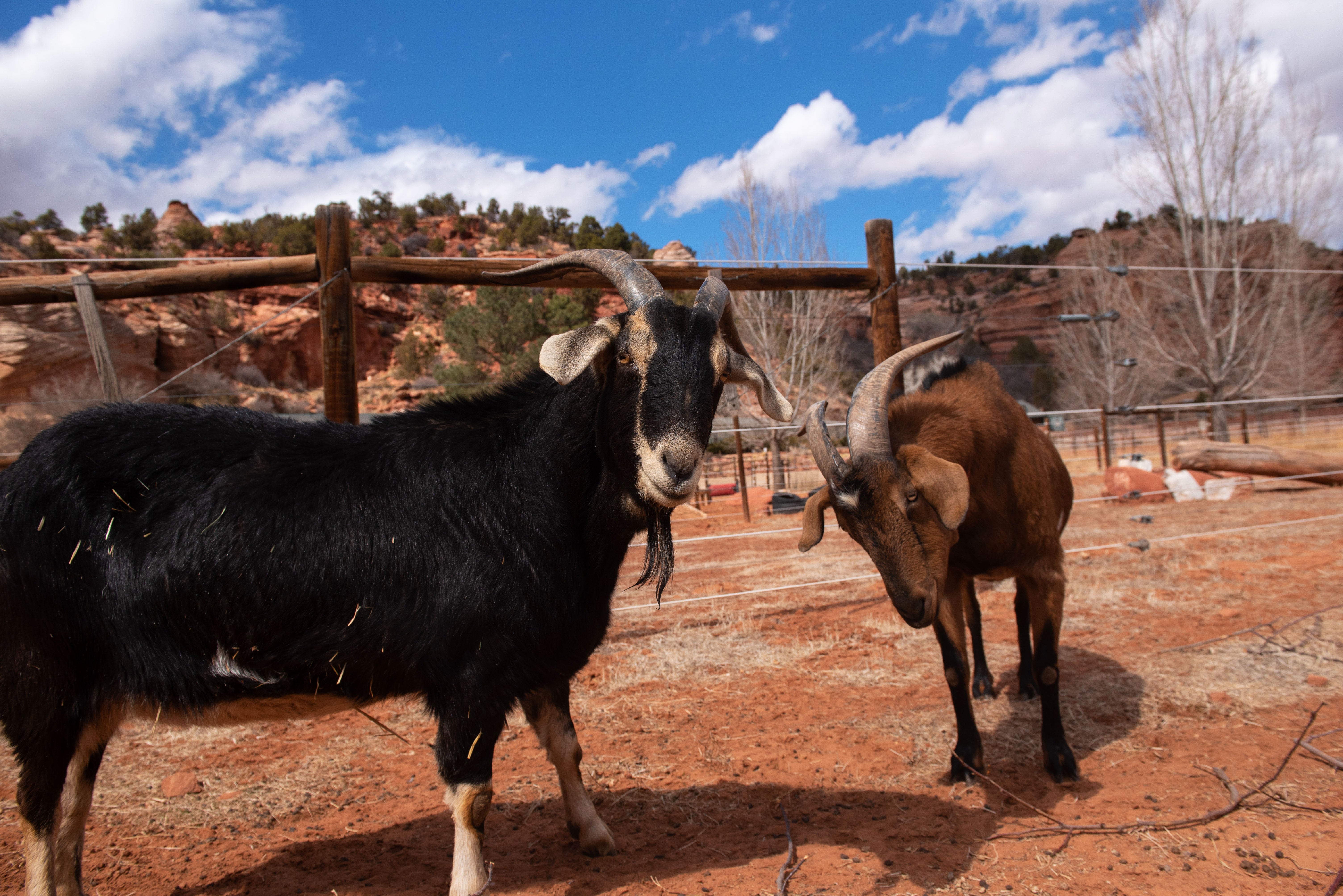 Augustus and Harrison the goats in front of red cliffs, white clouds and blue skies