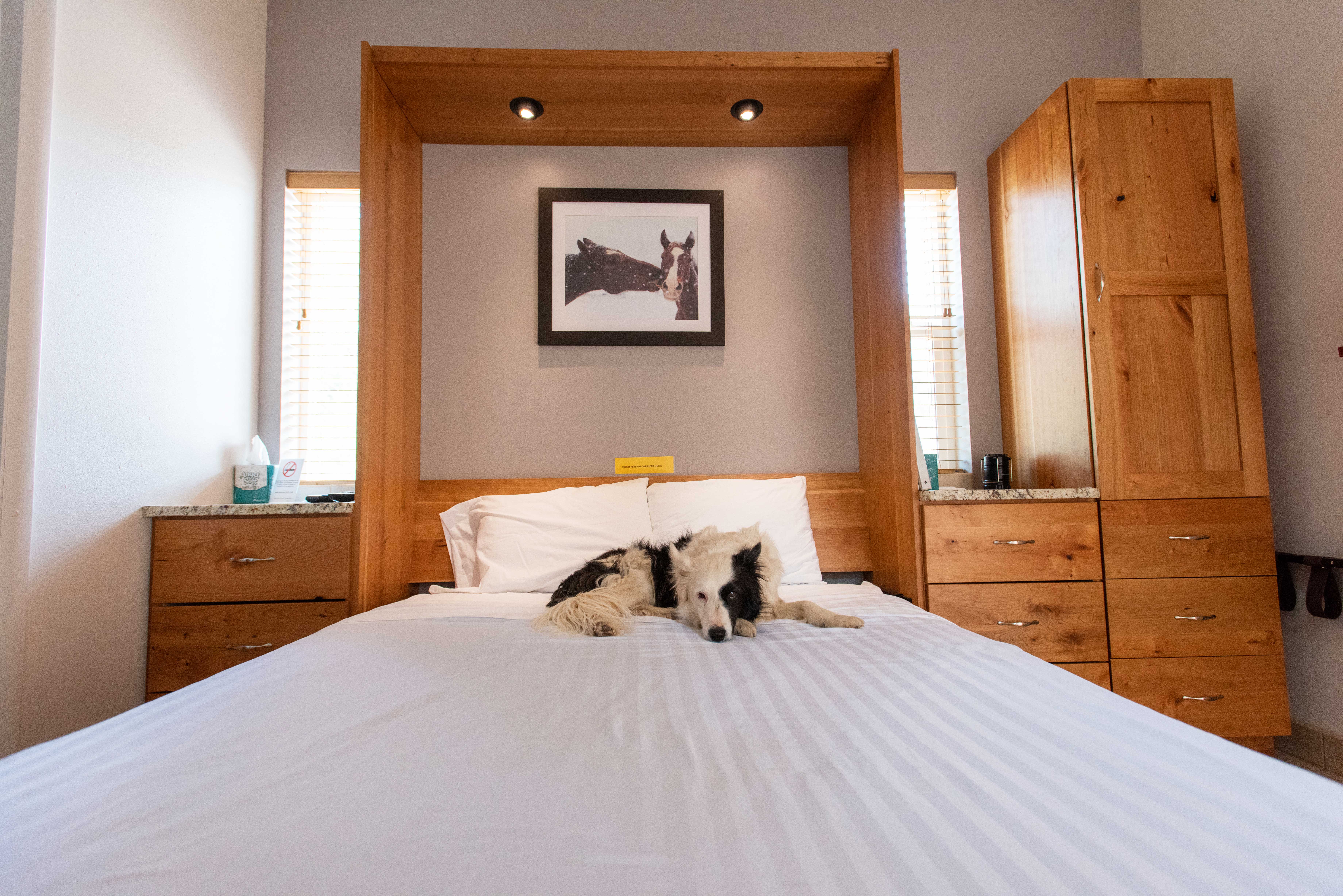 Dog lying on a bed in a Best Friends cabin with a photo of horses above him