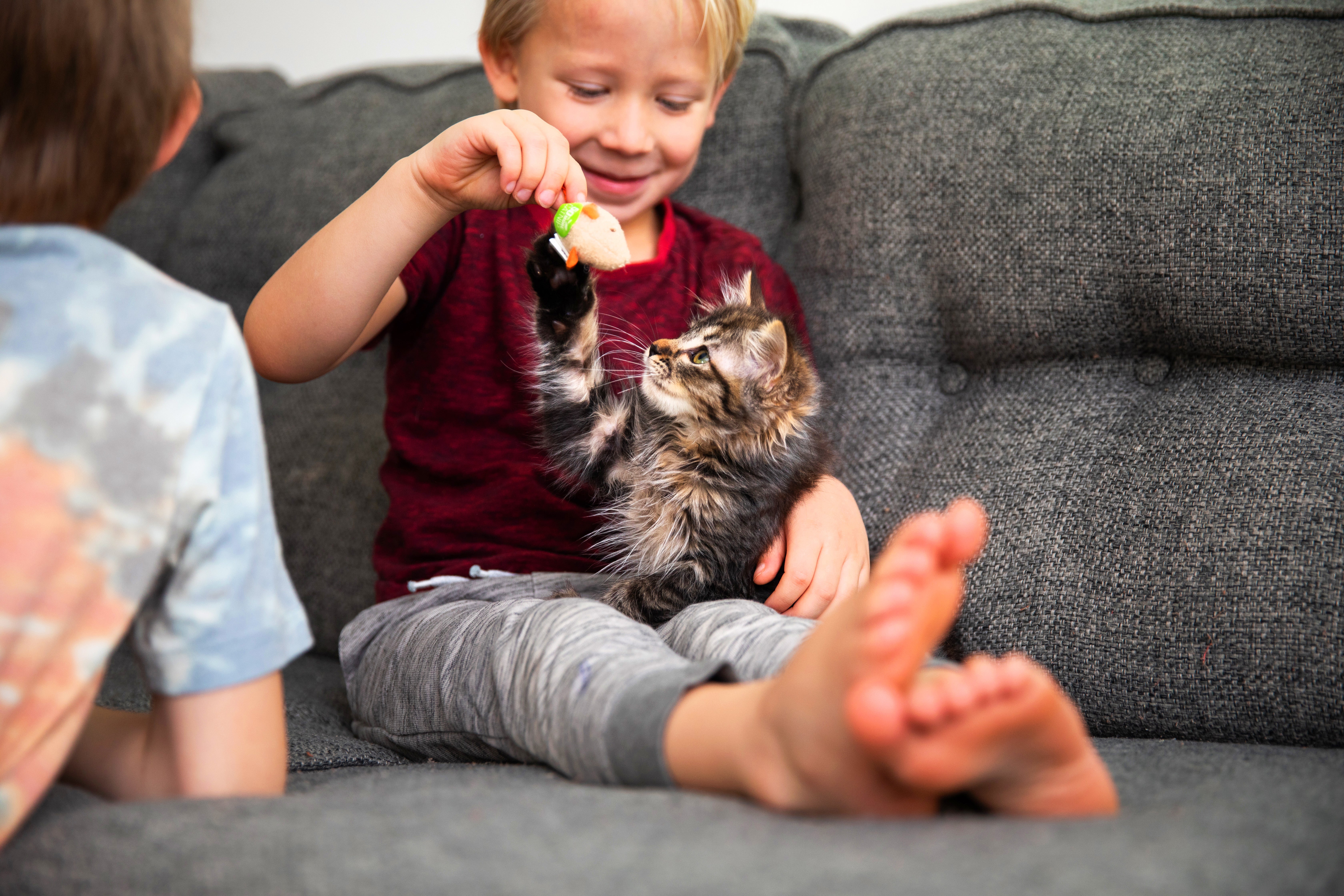 Kitten playing with a person on a couch in a home