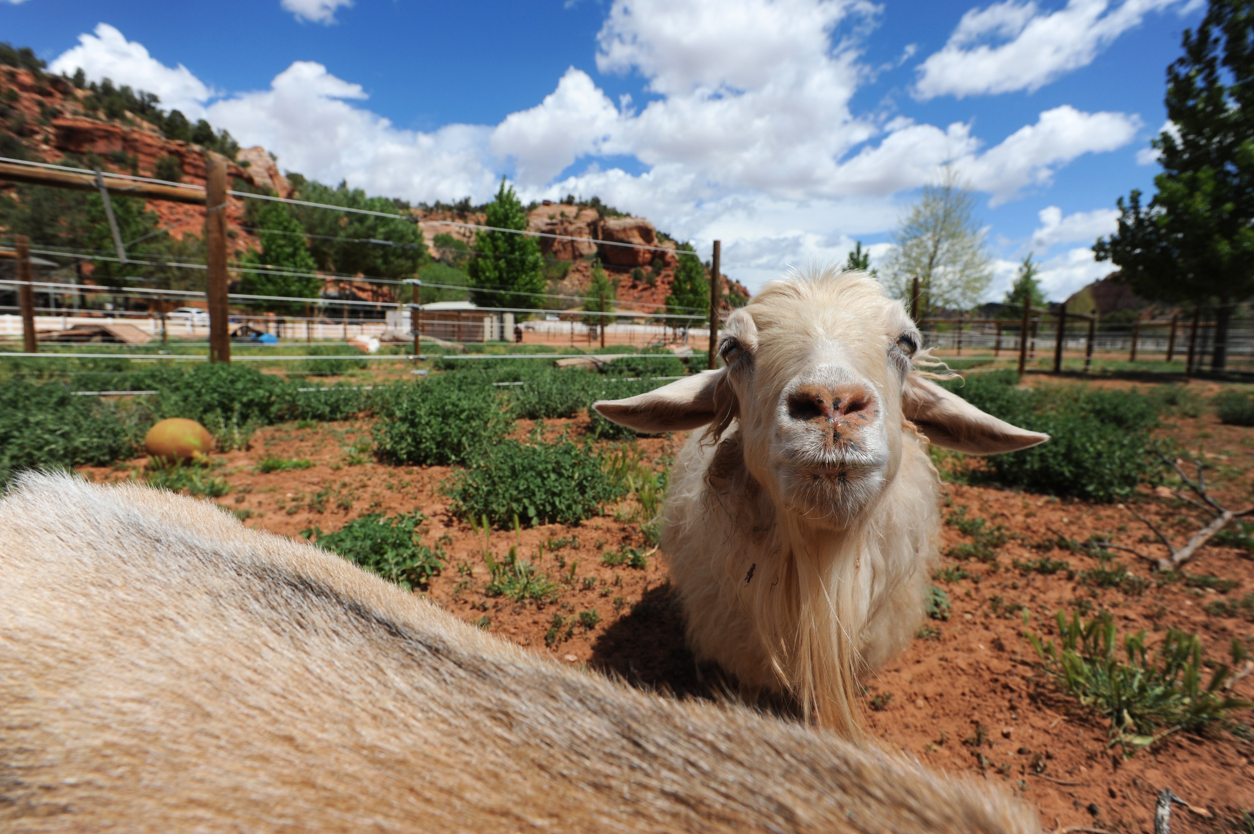 Holly the goat with Angel Canyon cliffs with white clouds and blue sky behind her