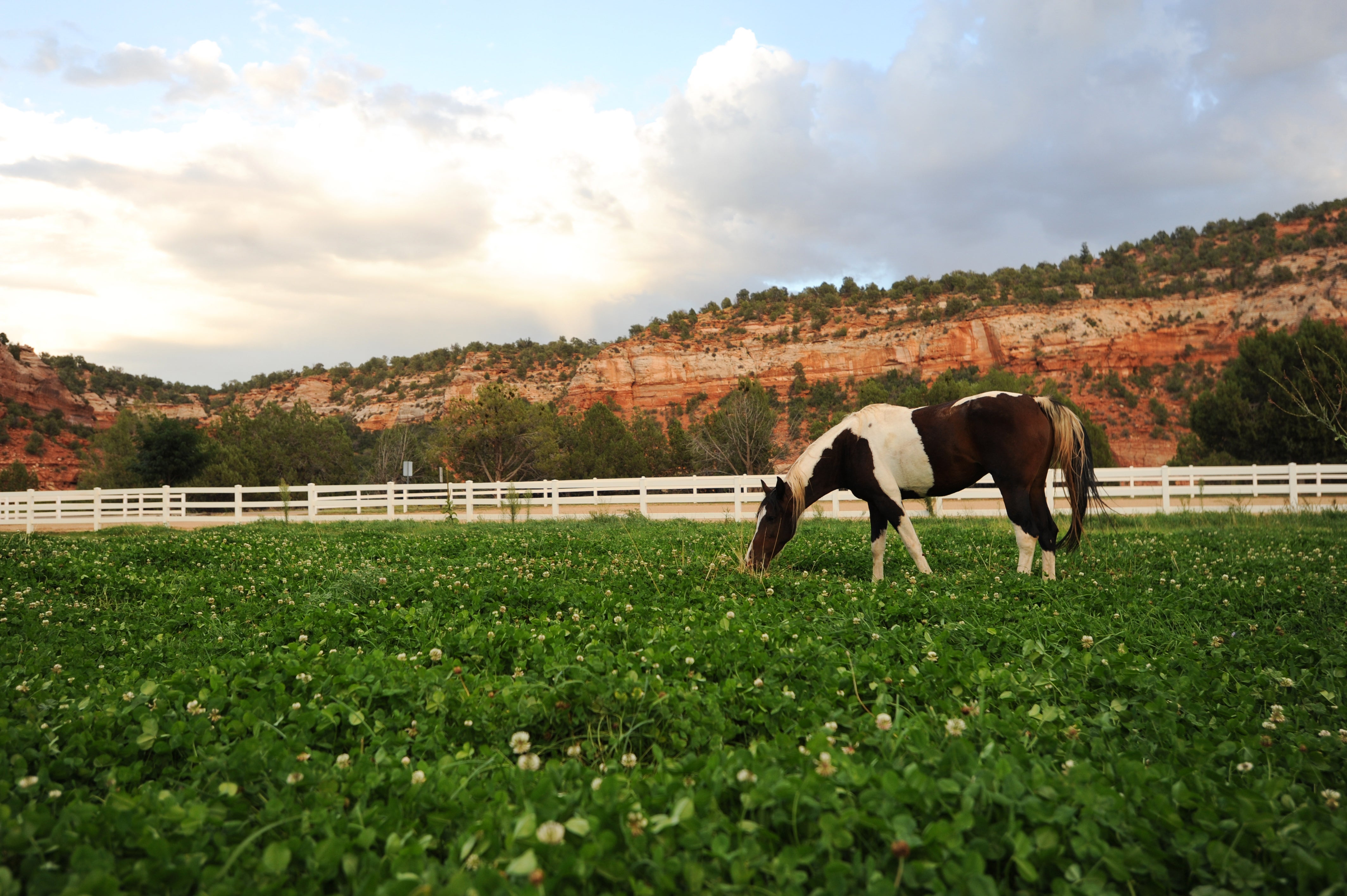 Jewel the horse eating green grass in a pasture