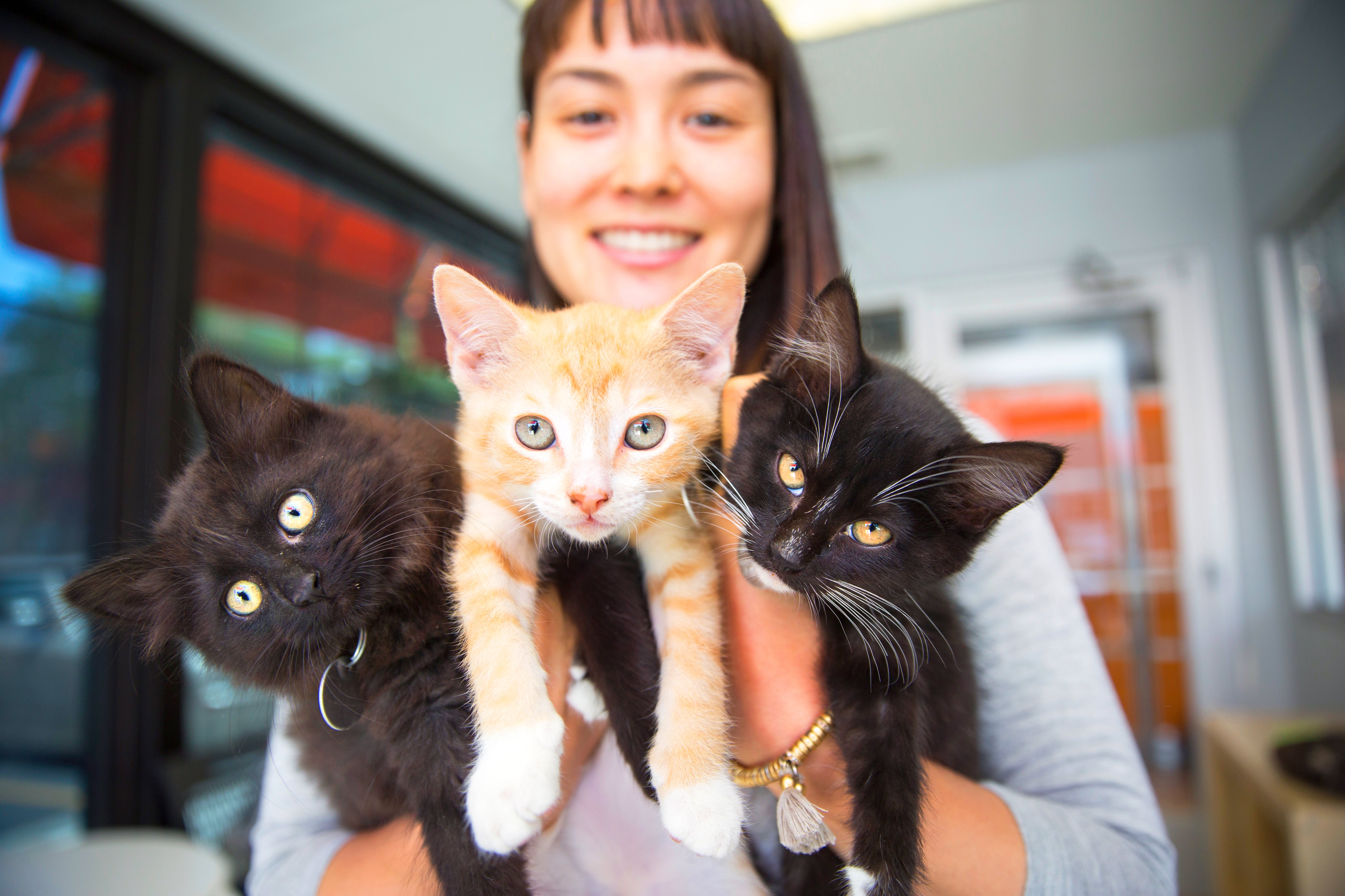 Smiling person holding three kittens in their hands