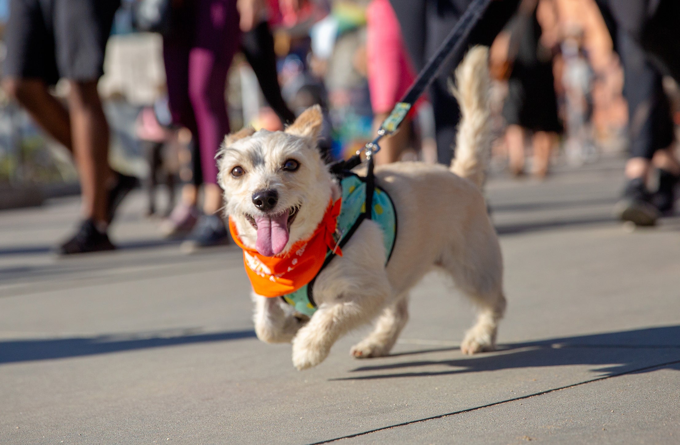 Small dog wearing a bandanna and walking on a leash at a Strut Your Mutt event
