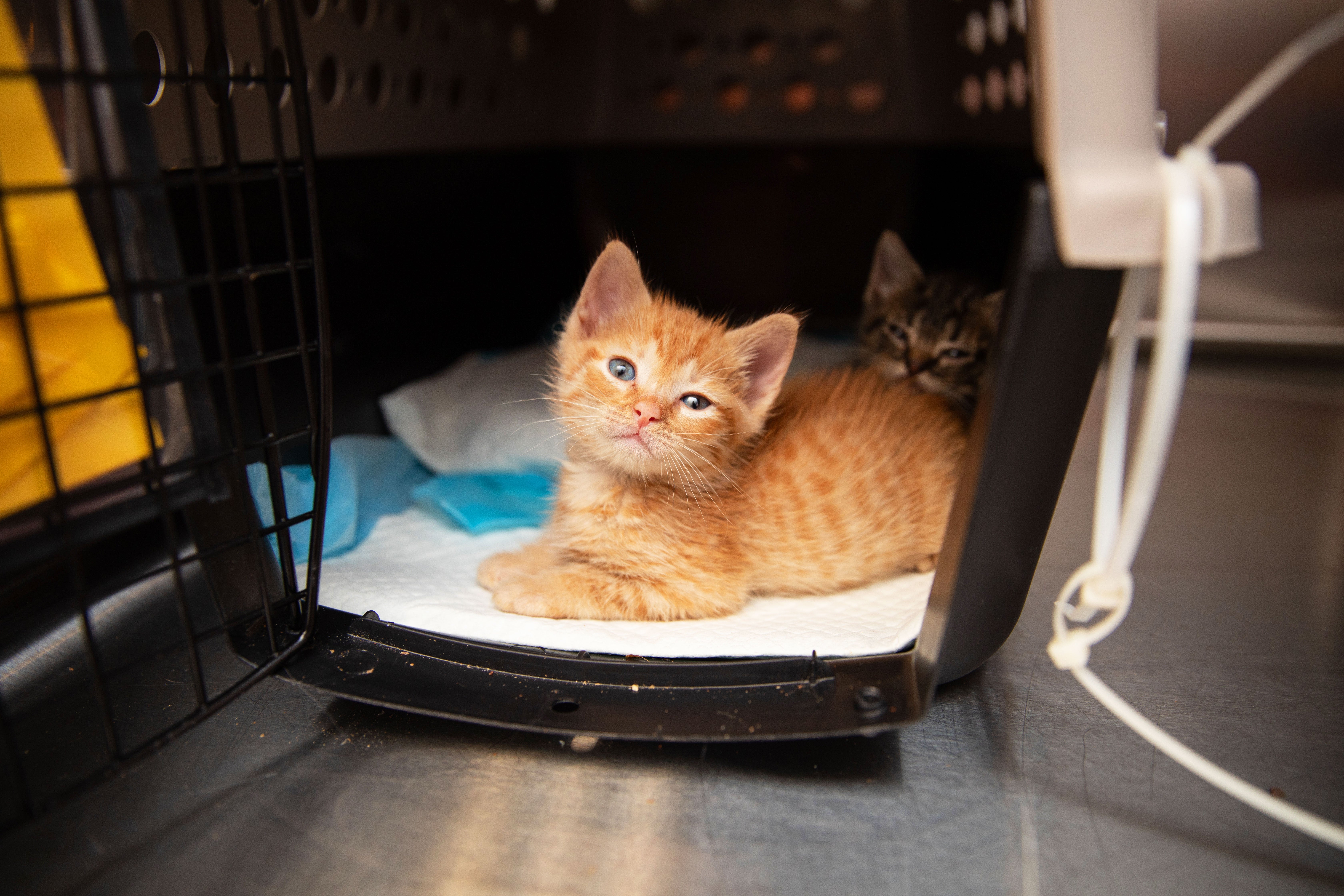 Orange tabby kitten in a carrier
