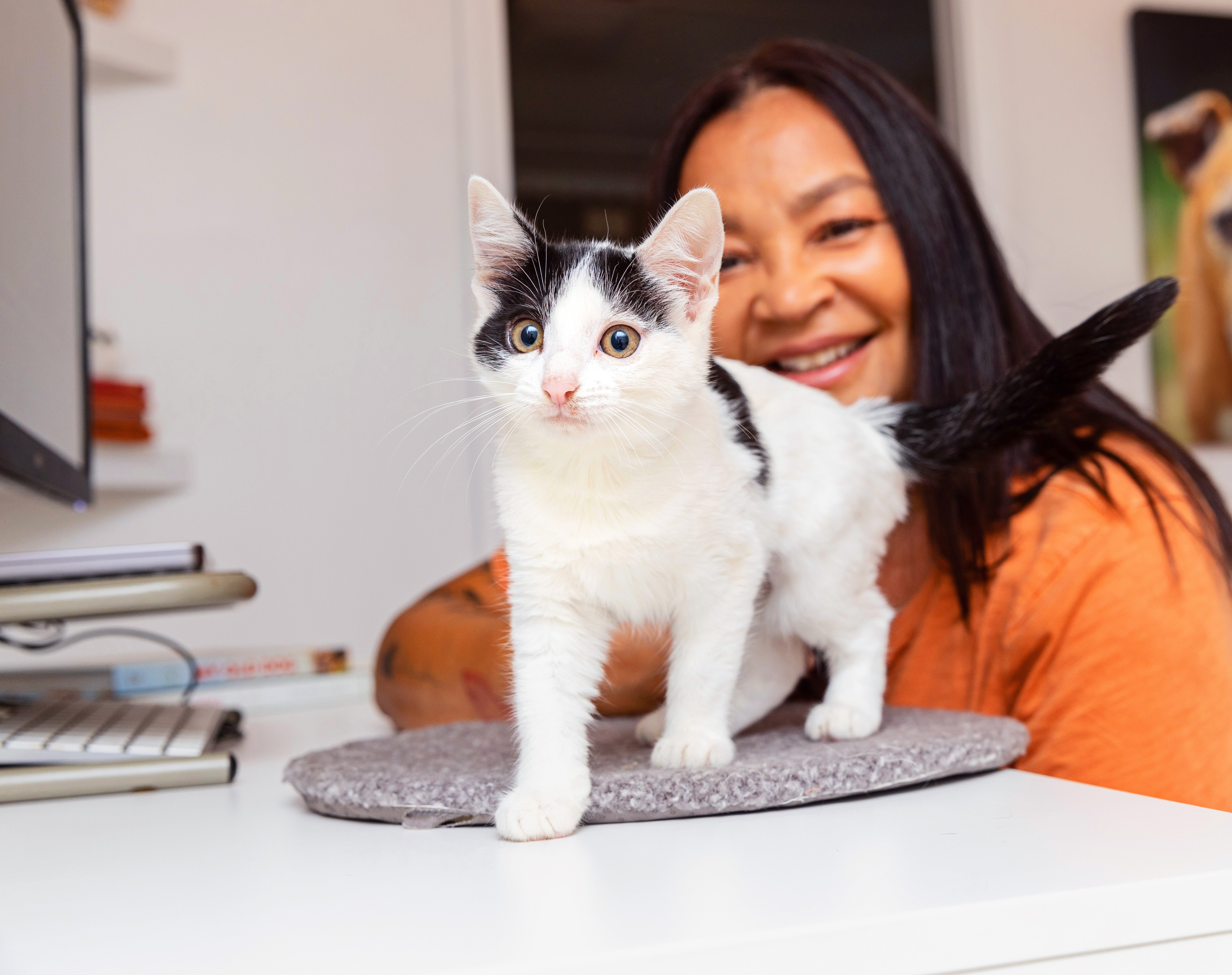 Person working at a computer desk with a kitten