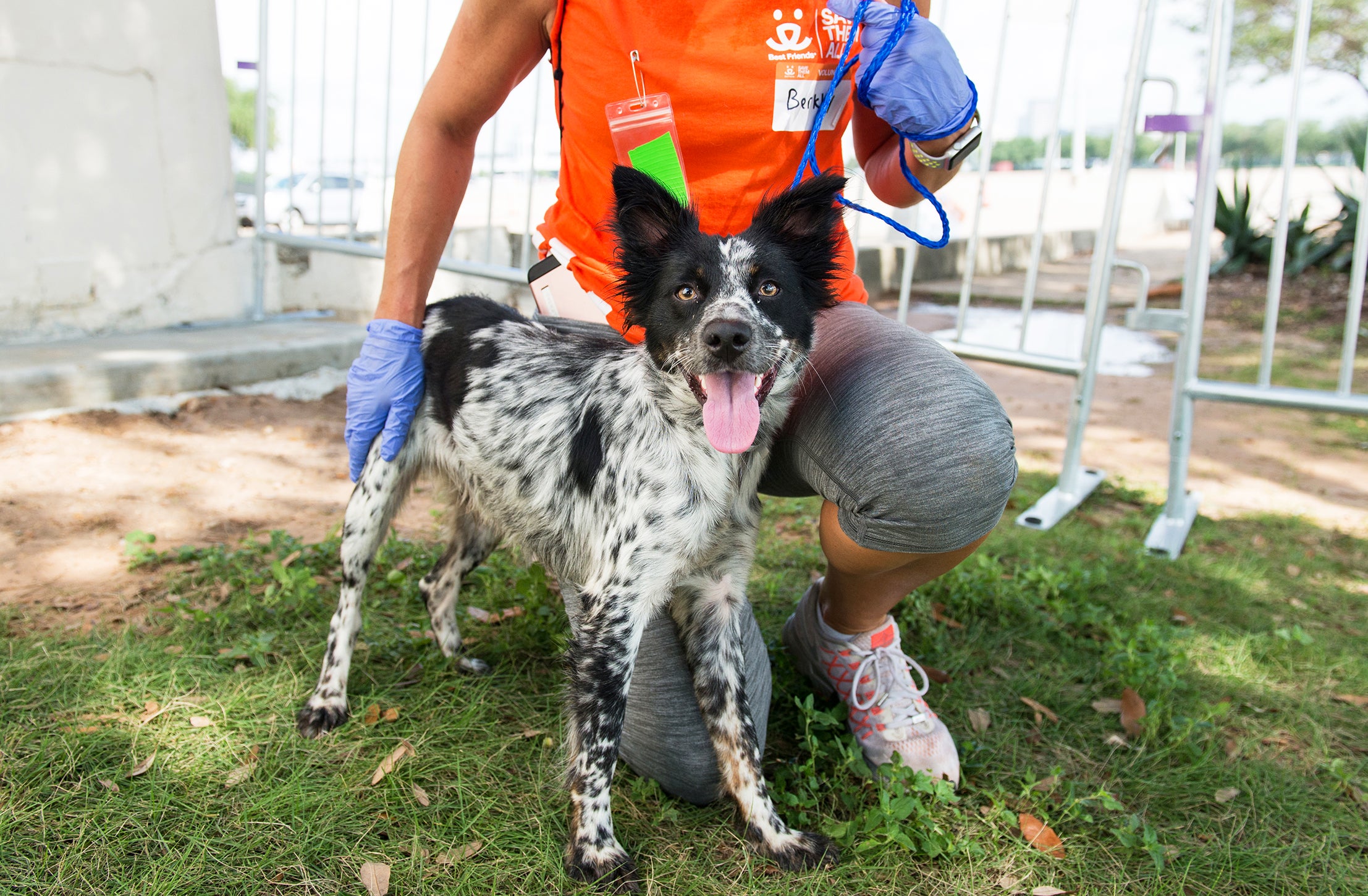 Person wearing Best Friends orange T-shirt and rubber gloves with hand on a happy black and white dog