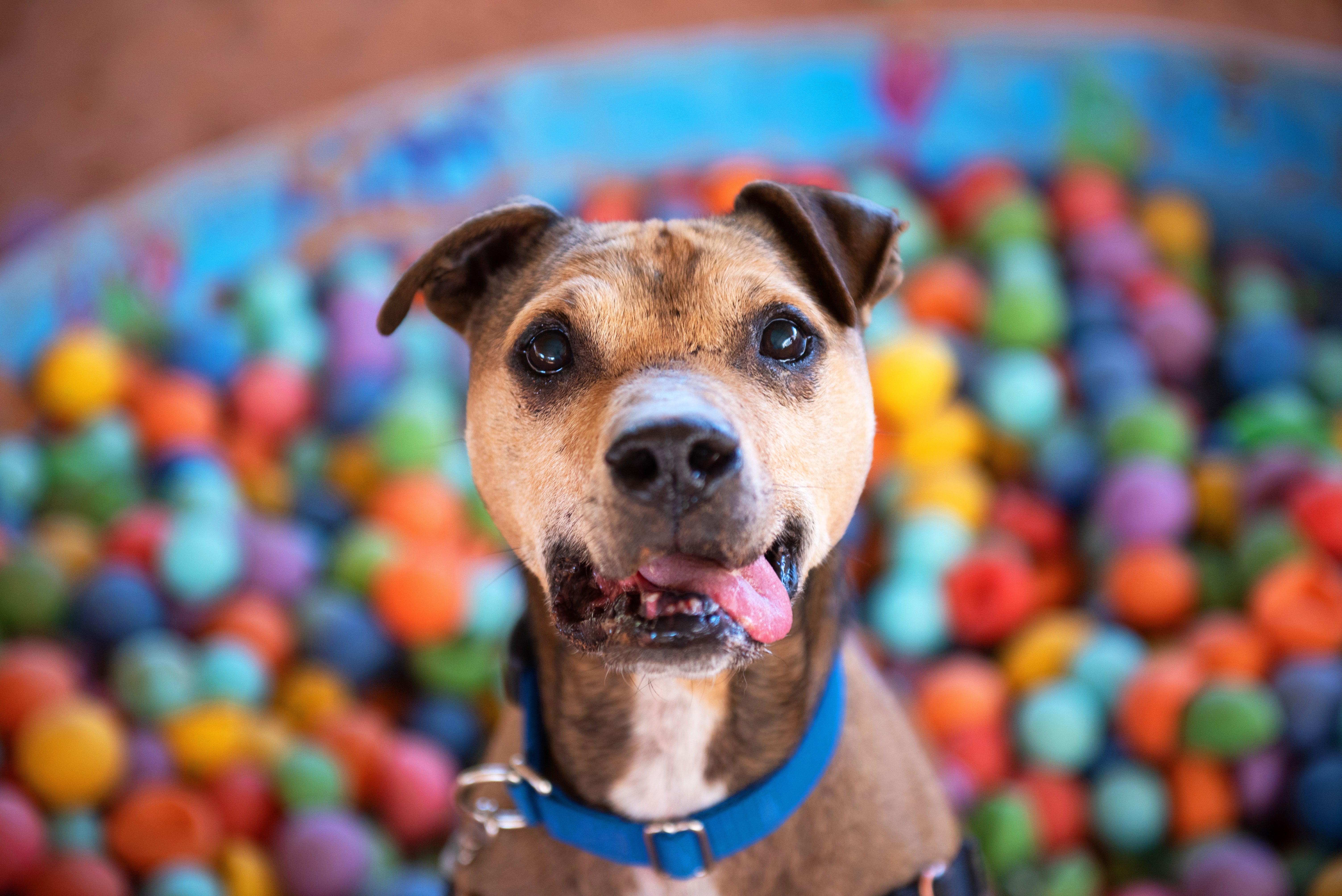 Happy dog surrounded by colorful toy balls