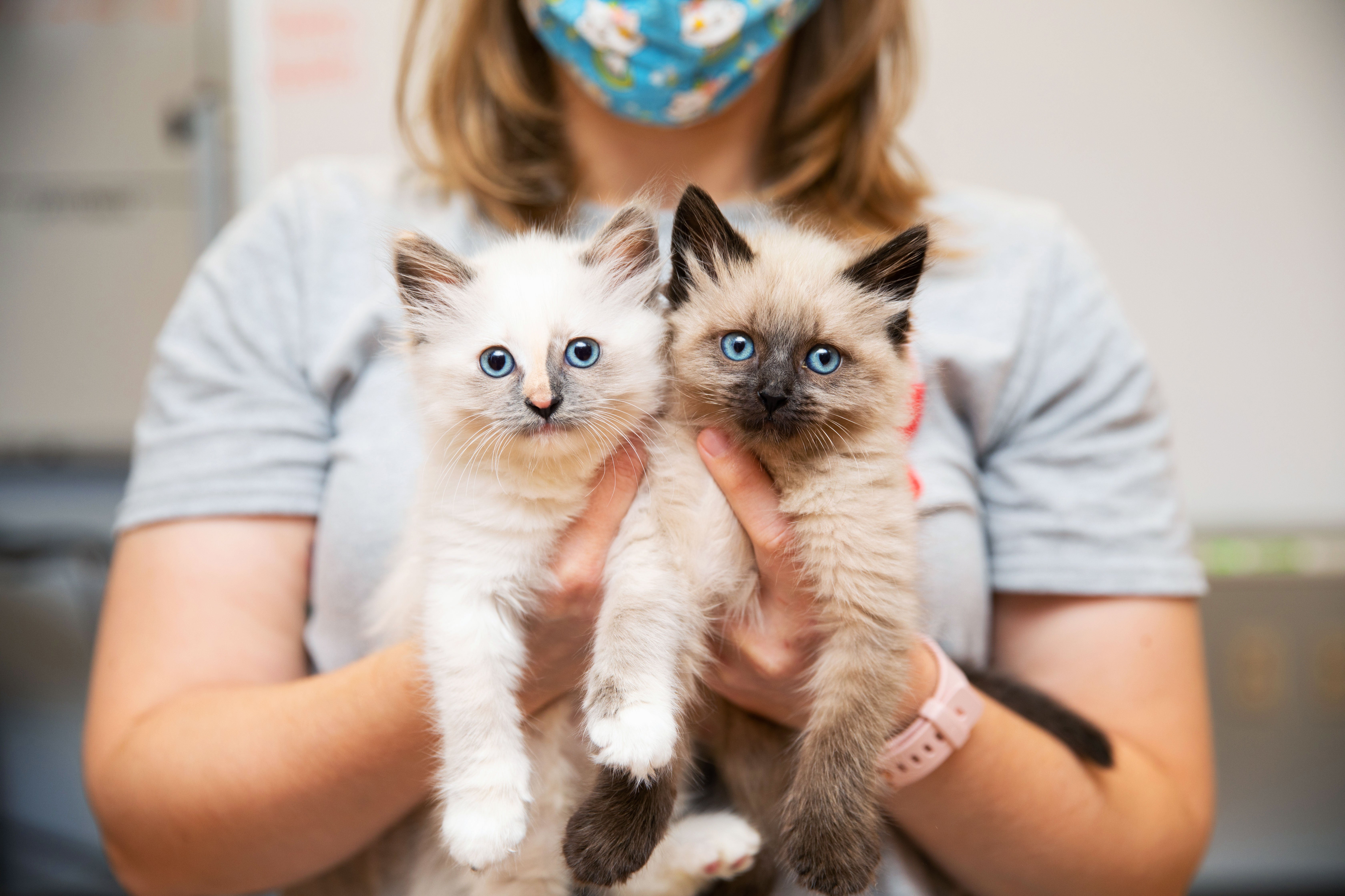 Person holding pair of Siamese mix kittens