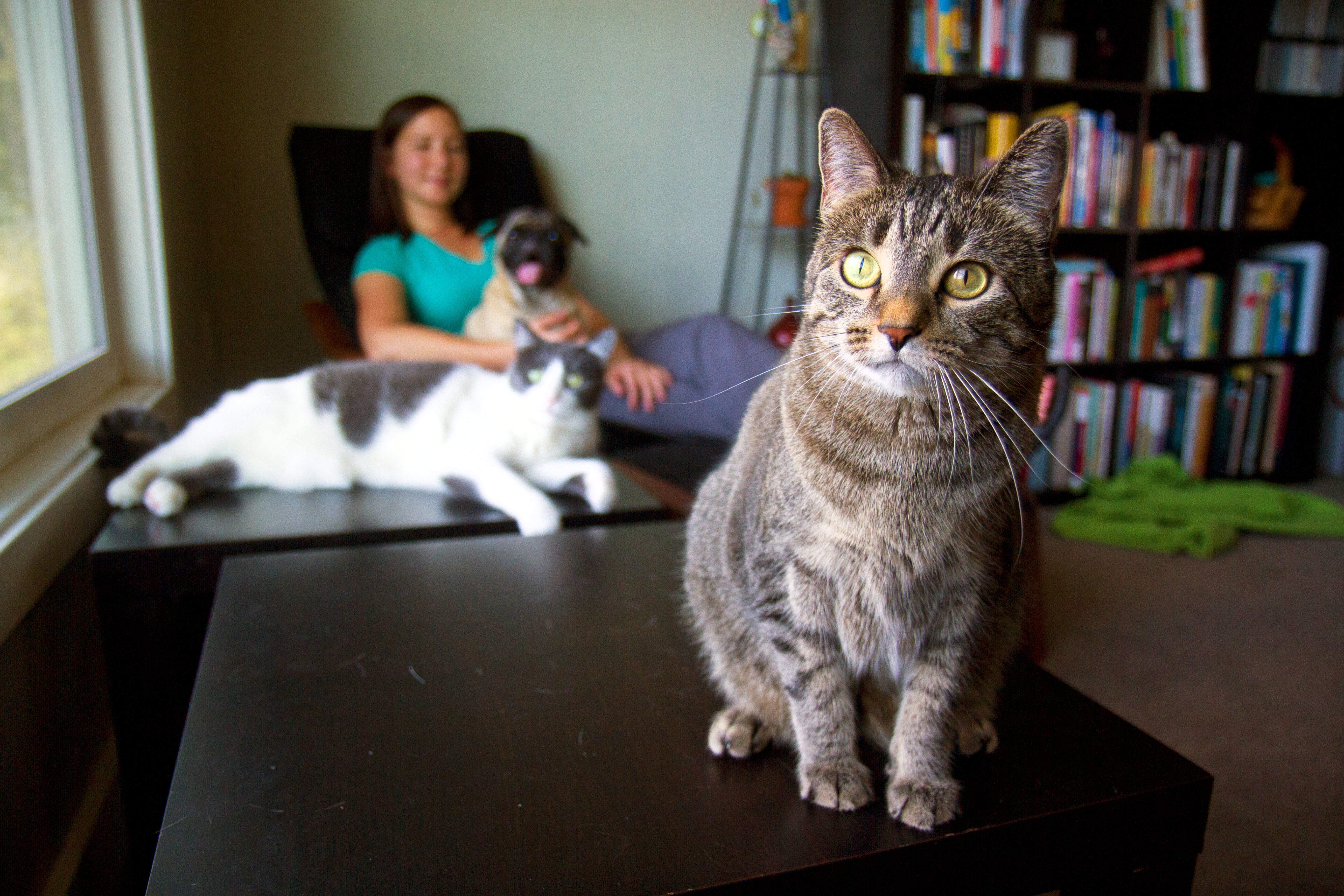 Person in a living room with two cats and a dog on their lap