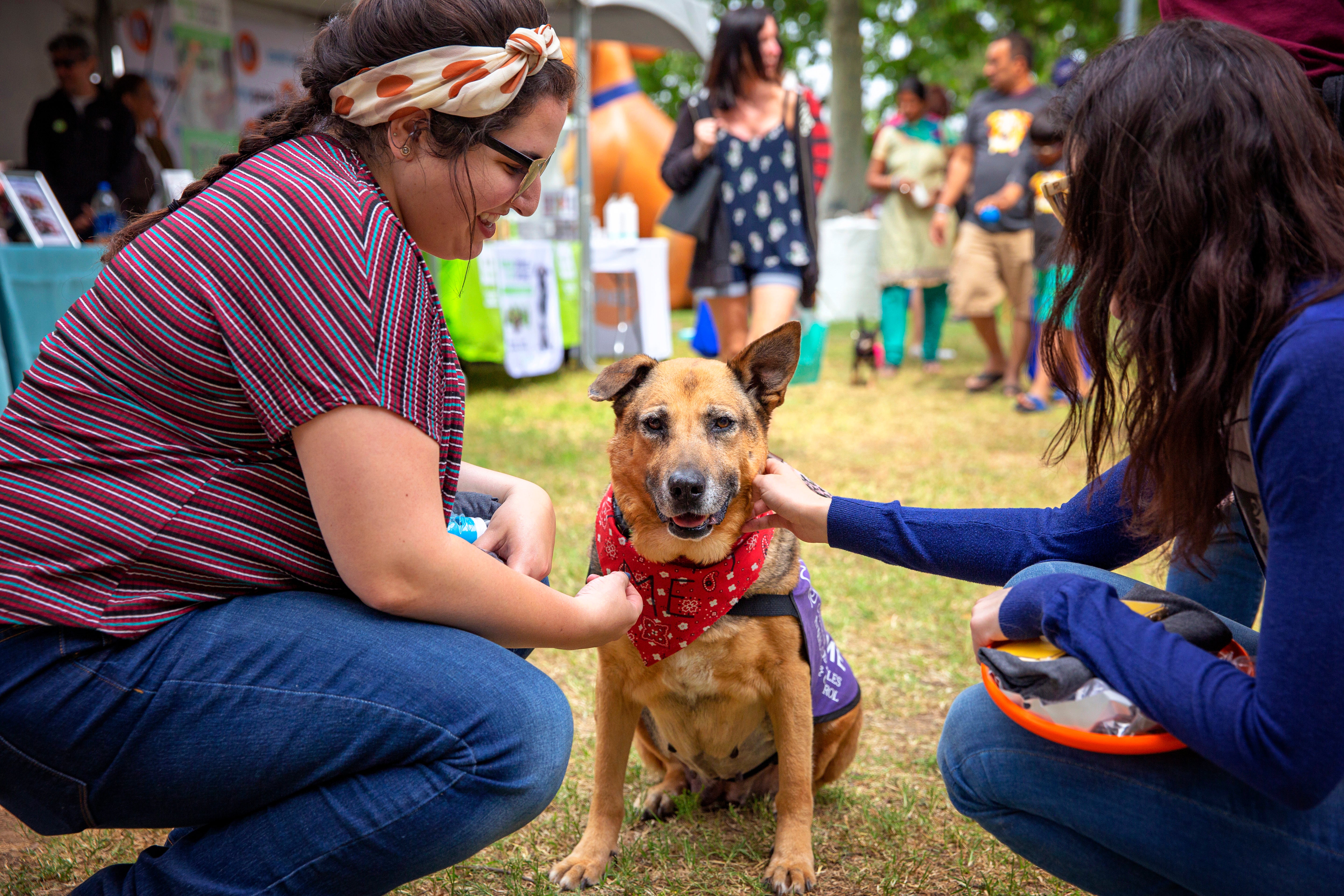 Two people kneeling down to pet a happy dog at a pet adoption event