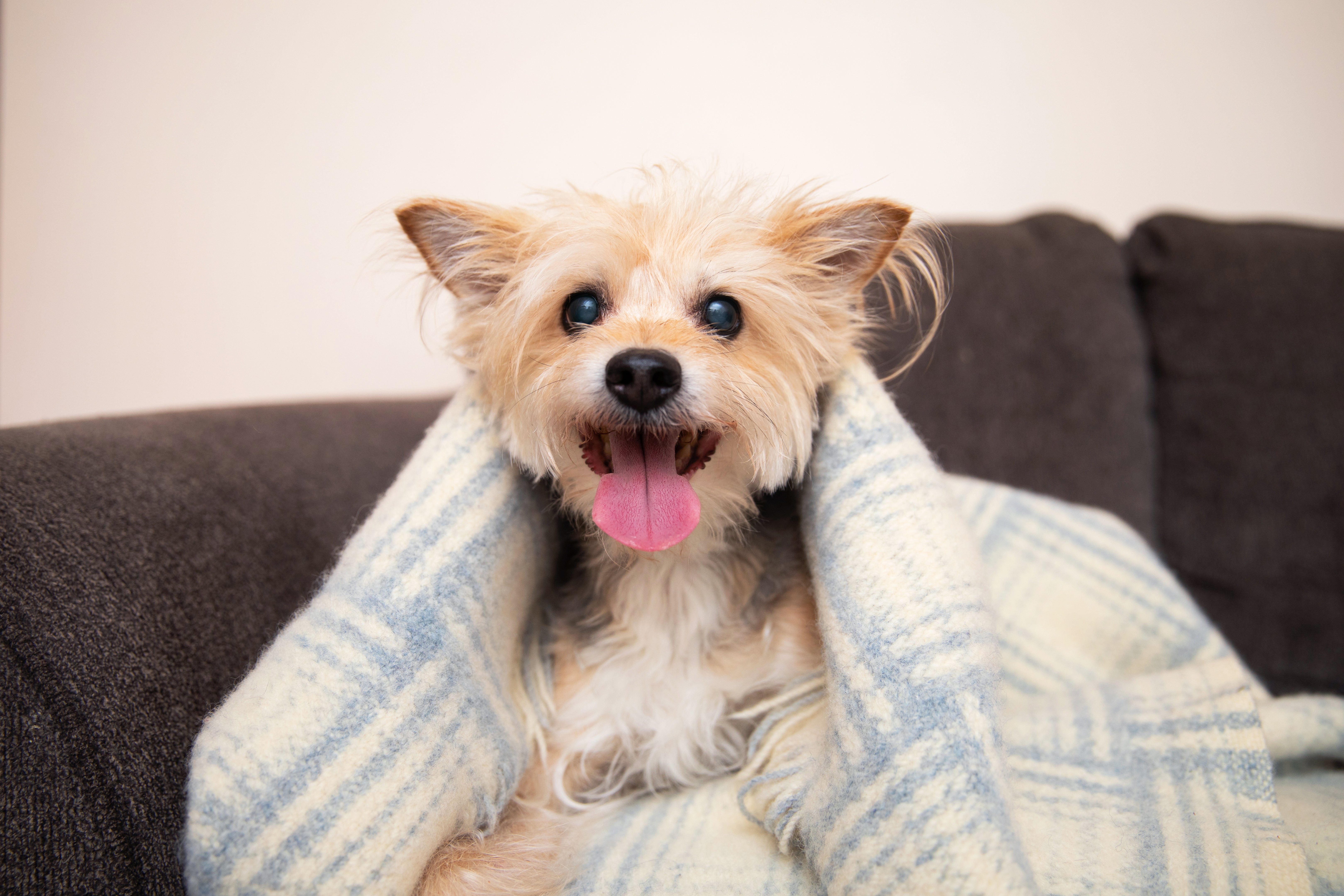 Happy dog on a cozy couch