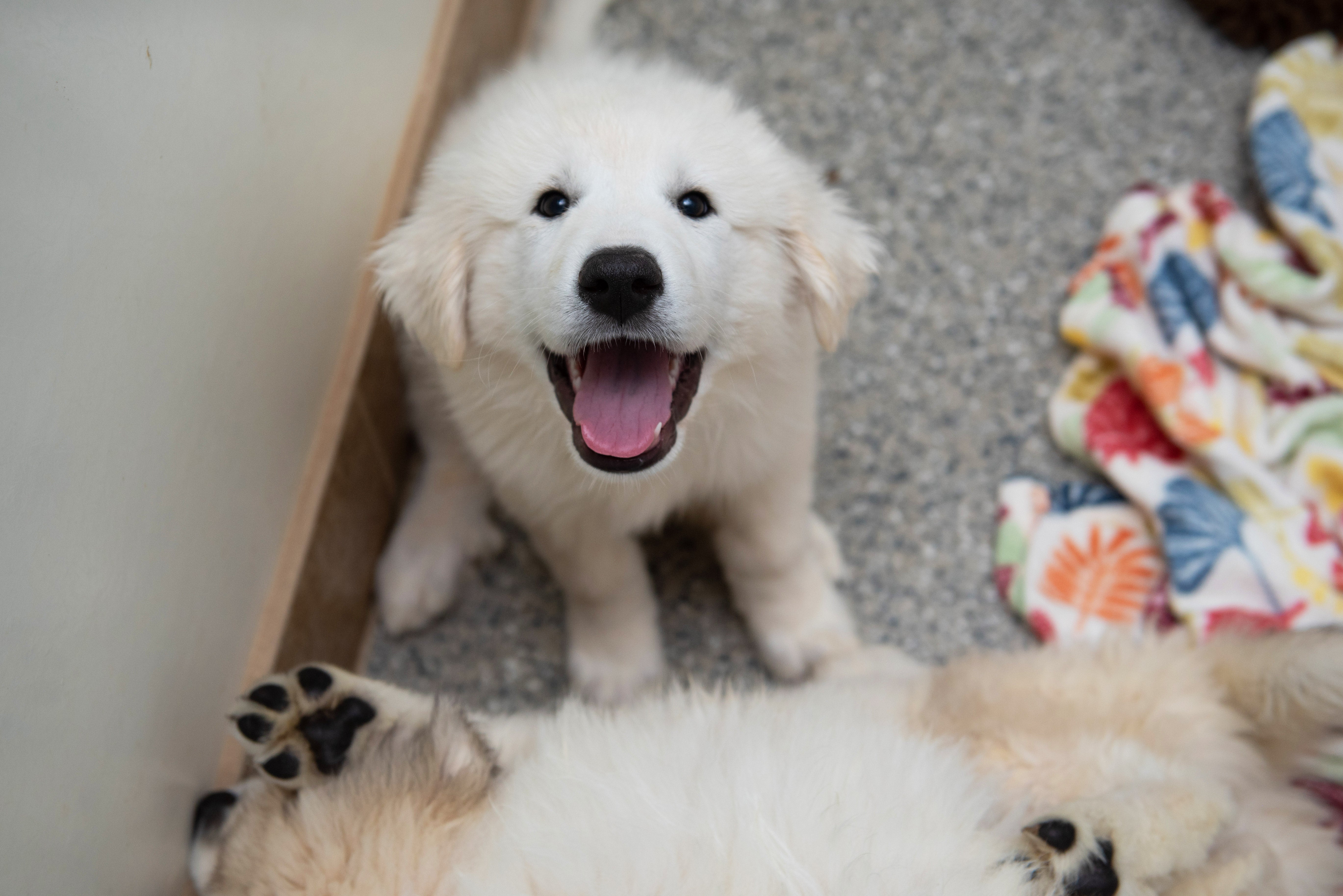 White puppy, with mouth open in a smile