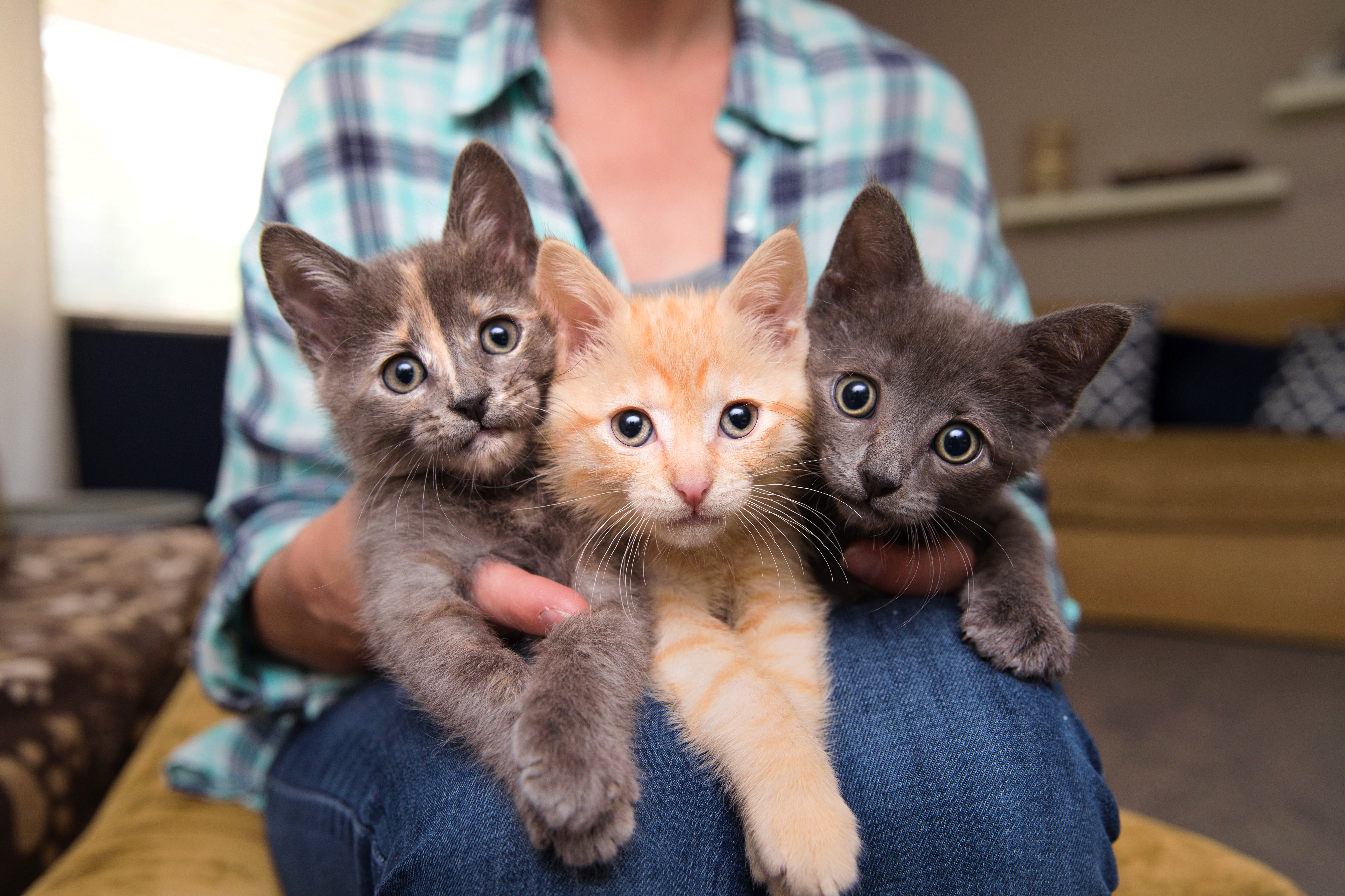 Three tiny kitten sitting on a person's lap
