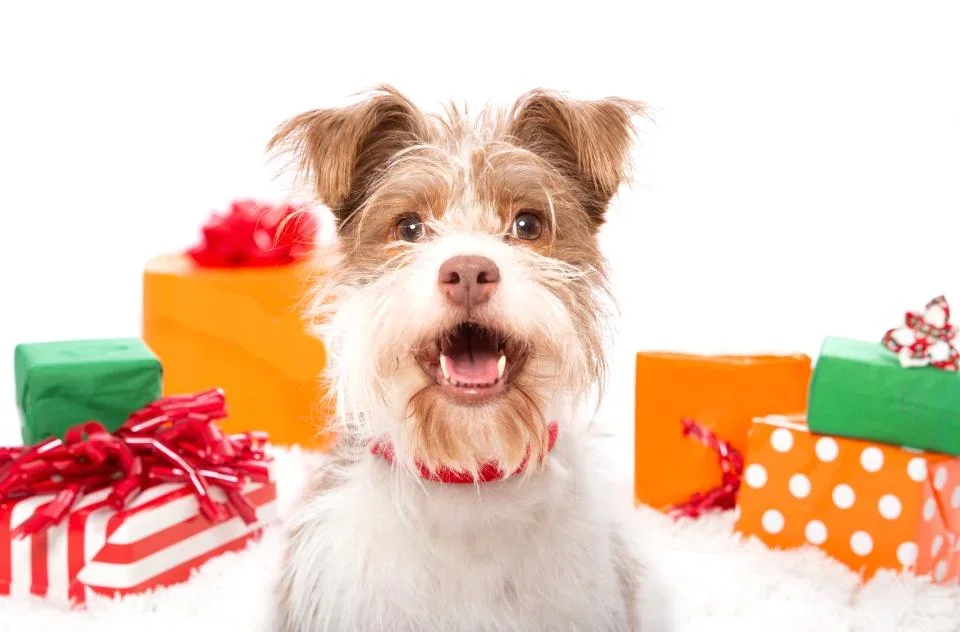 Happy dog surrounded by colorful gift boxes