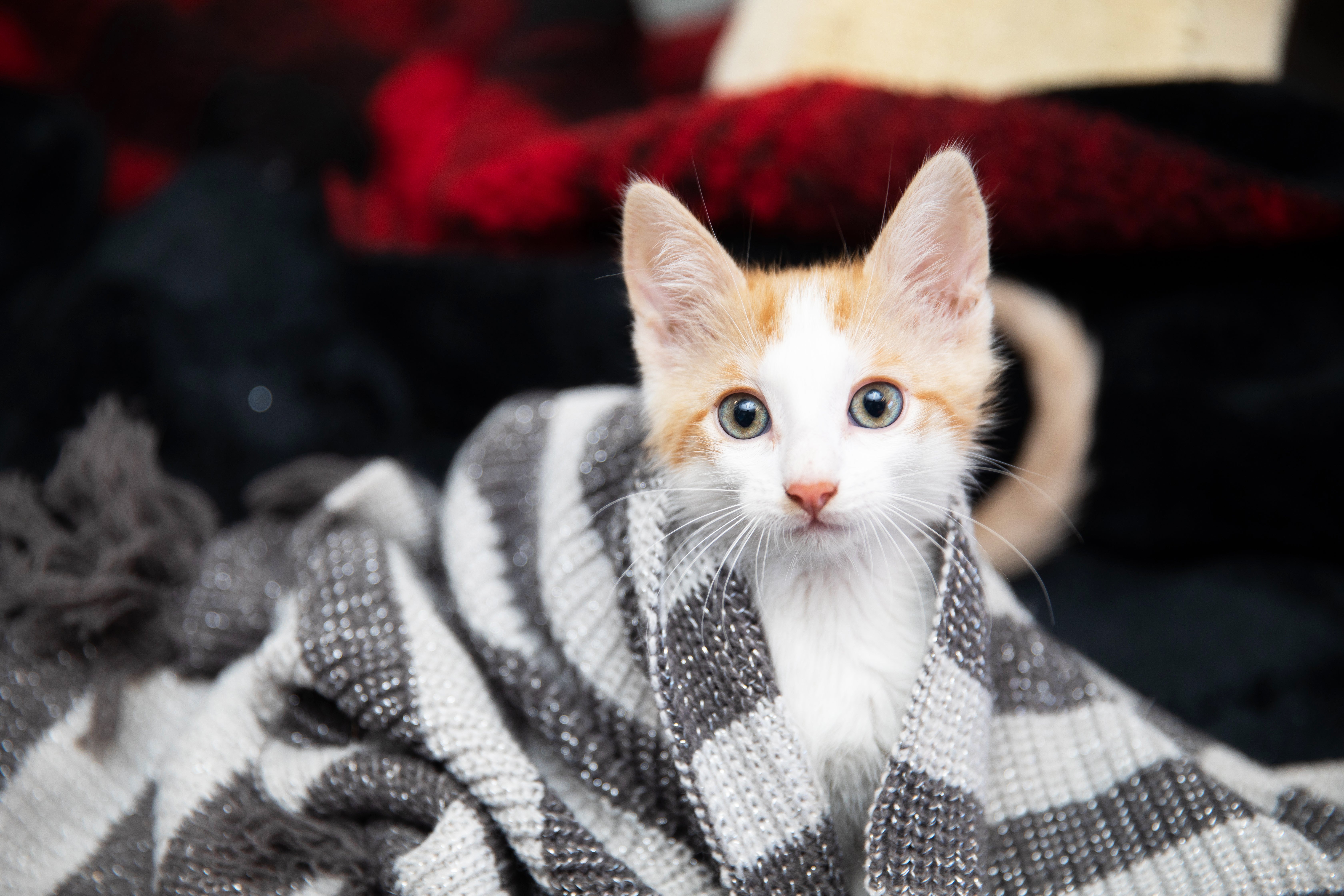 Tiny kitten relaxing in a cozy blanket