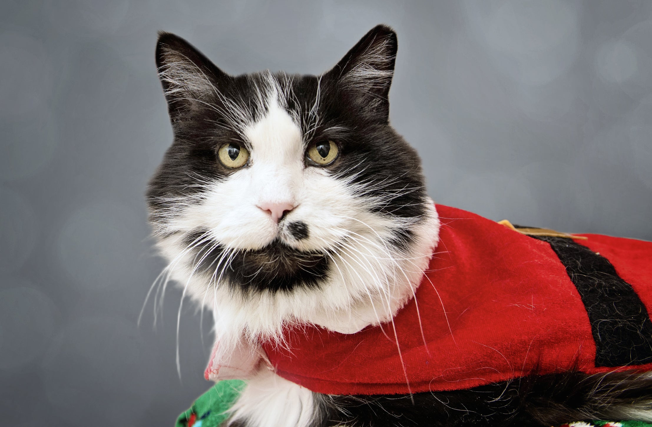 Black and white cat wearing Santa outfit with gray sparkly background