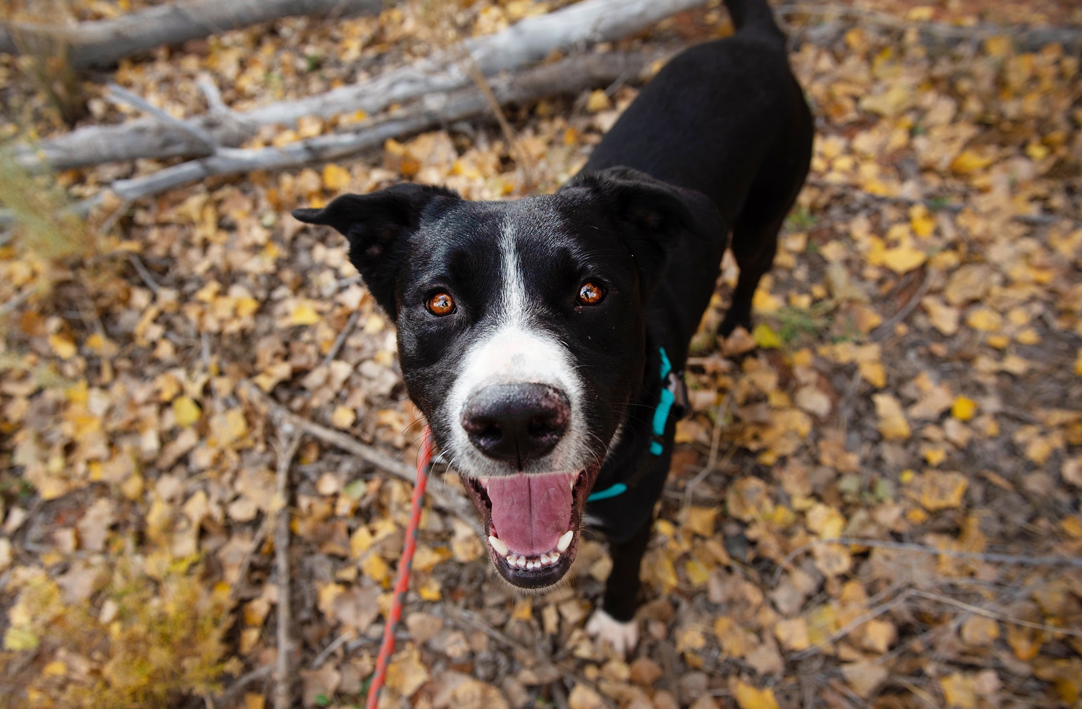 Homepage | Best Friends Animal Society - Save Them All