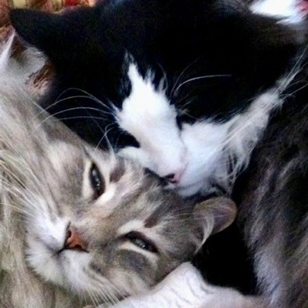 Dash and Cubie from The Pine Ave Kitty Crew