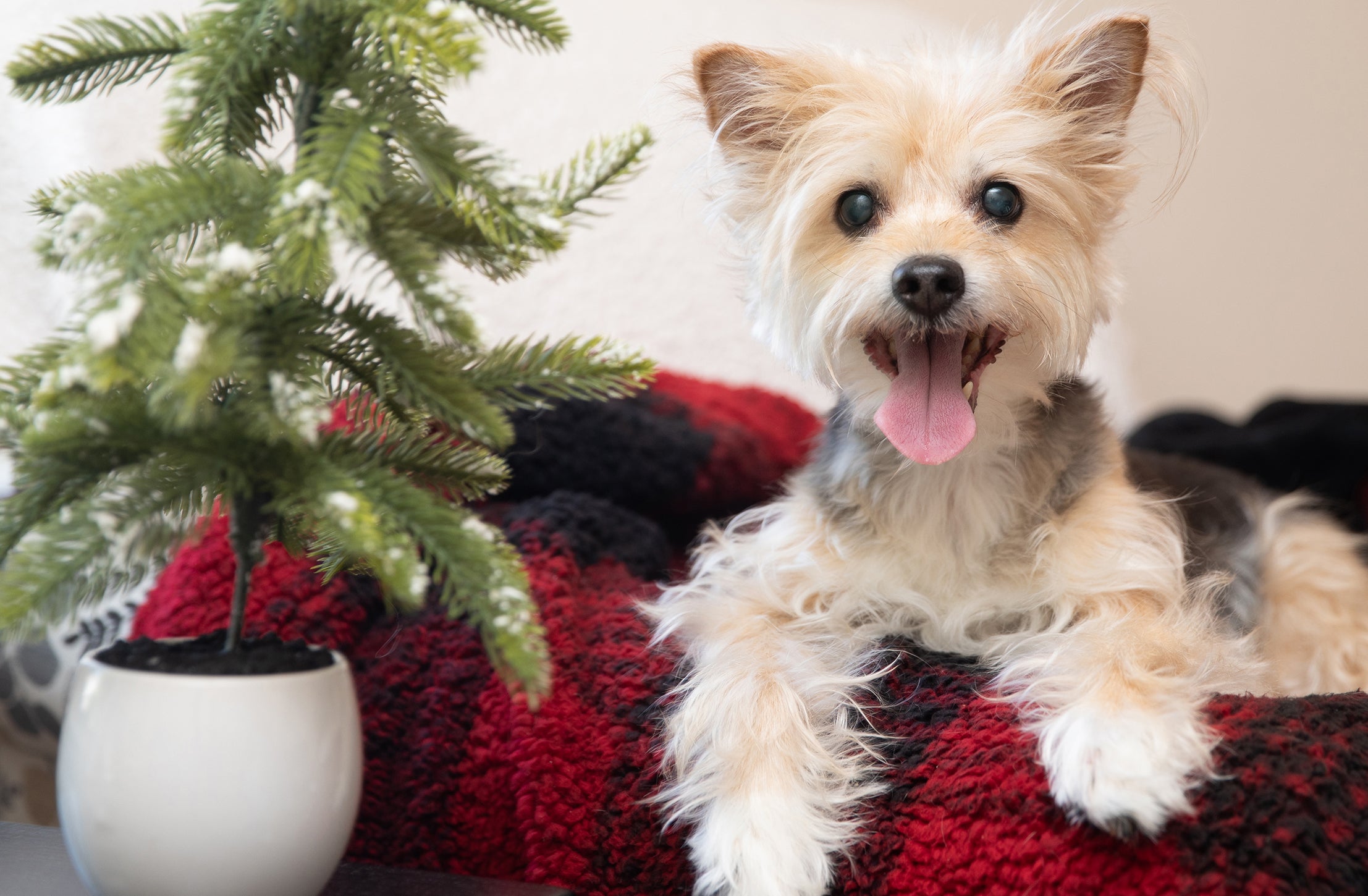 Small terrier dog with tongue out on red blanket next to a small pine tree