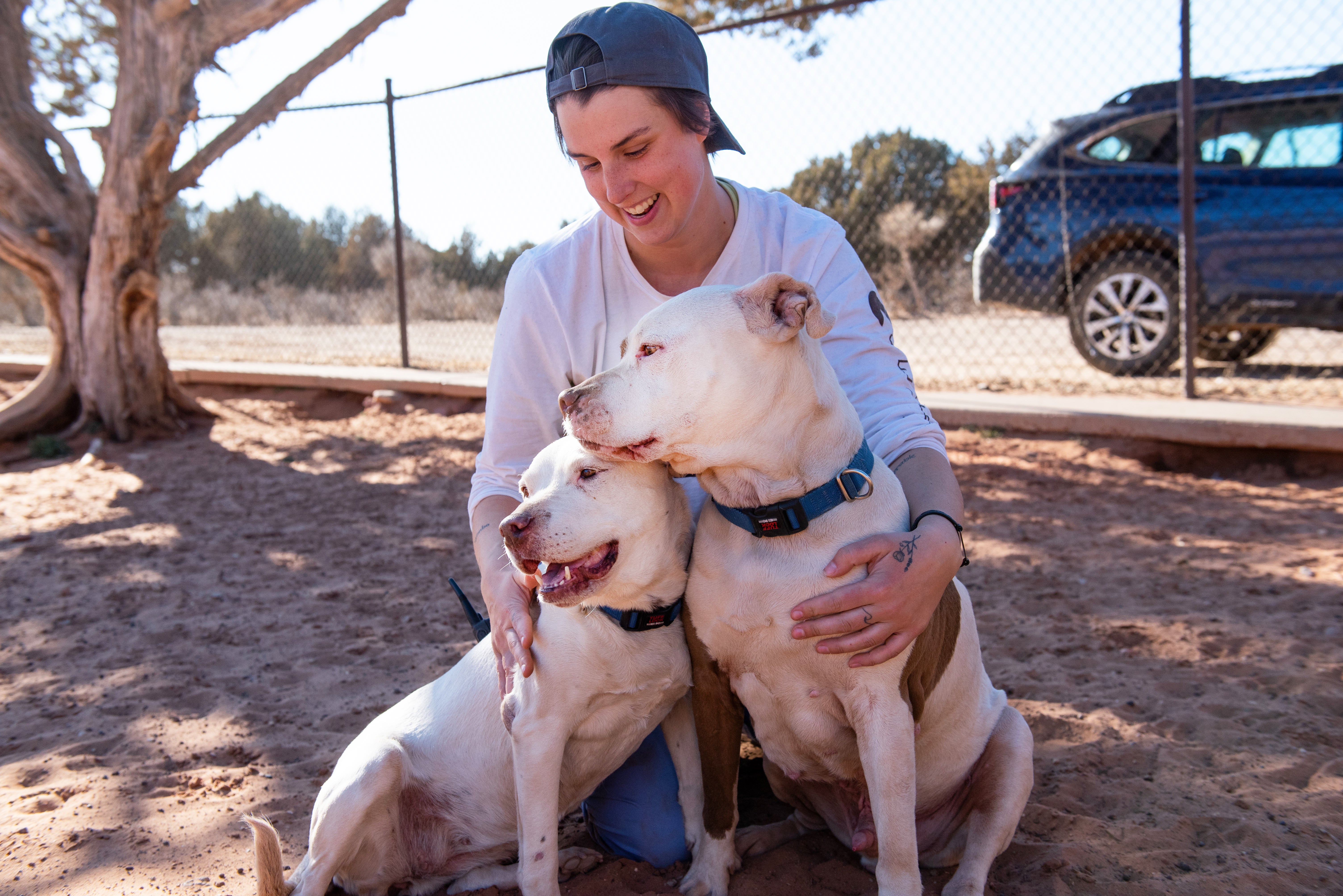 Person hugging two white pit bull type dogs in a fenced area