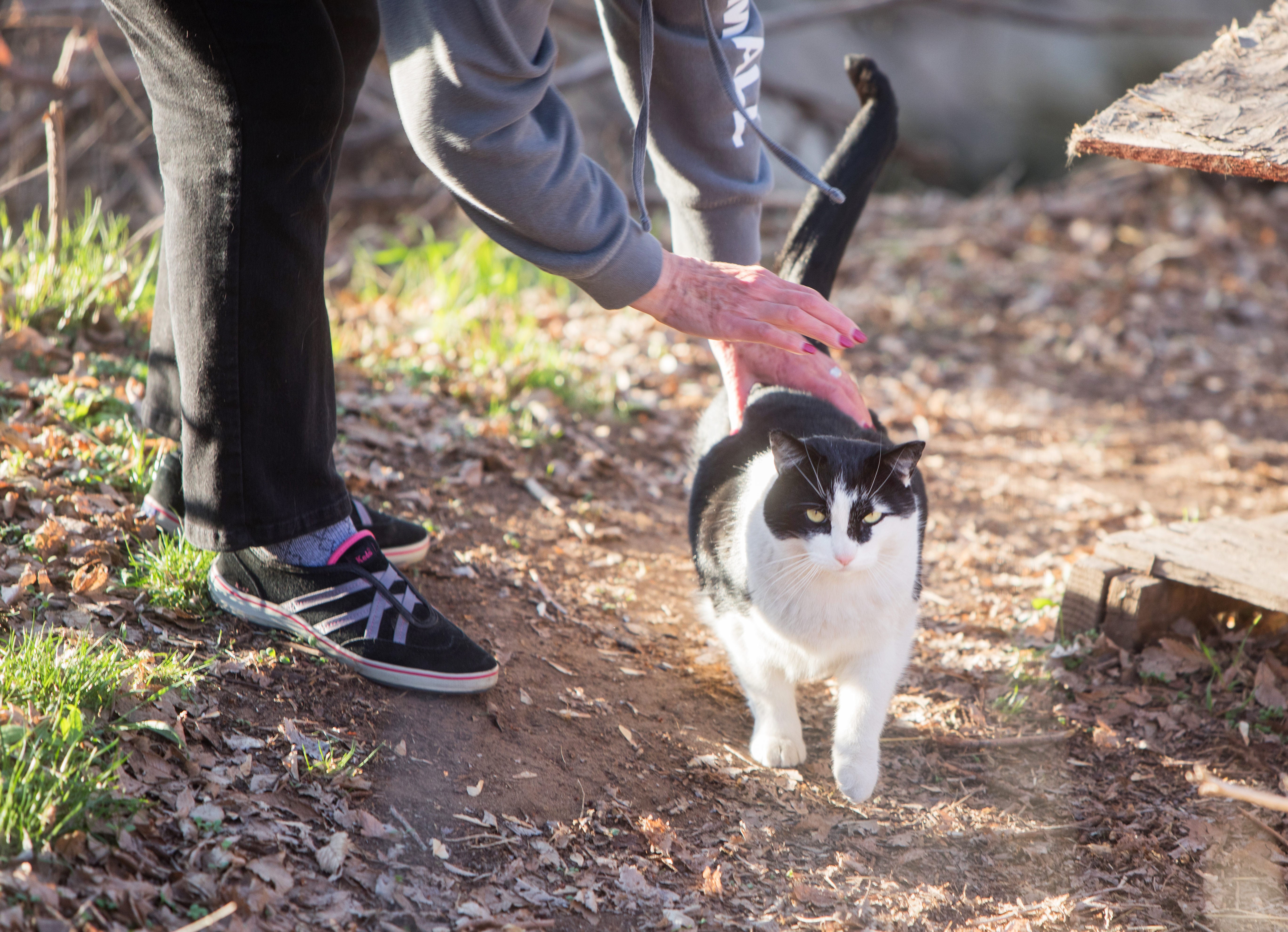 Person bending down to pet a black and white community cat