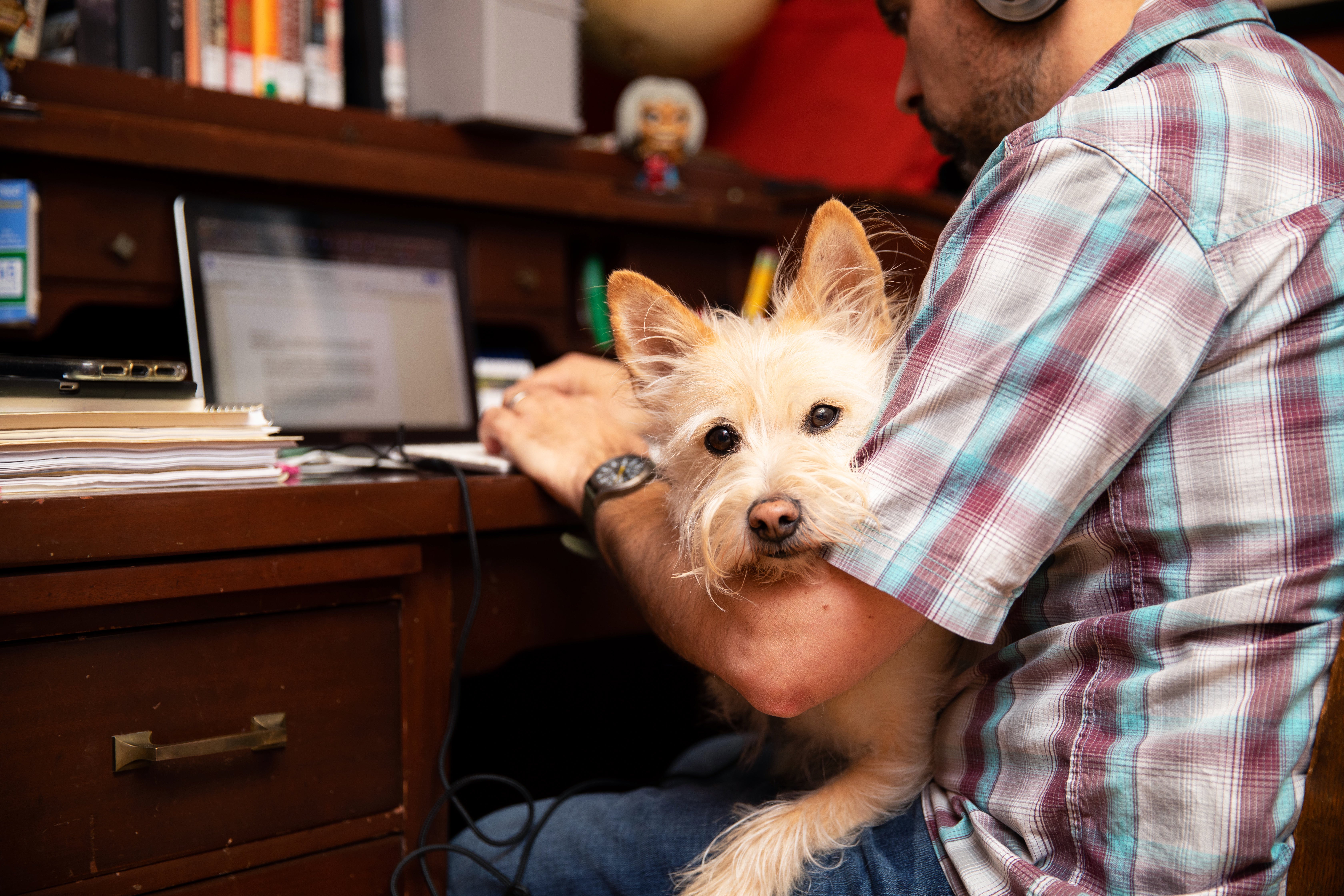 Person sitting at a desk working on a laptop computer with a small light-colored terrier-type dog in his lap