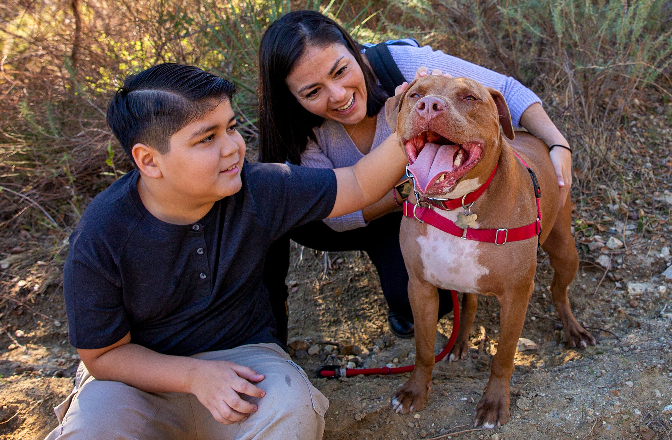 Two people (adult and child) petting a brown and white smiling pit bull type dog